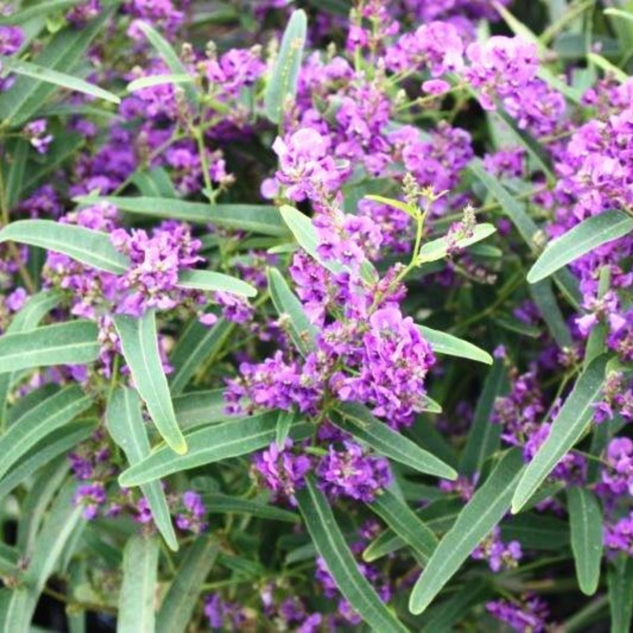 Happy Wanderer Purple Coral Pea - Hardenbergia violacea Meema