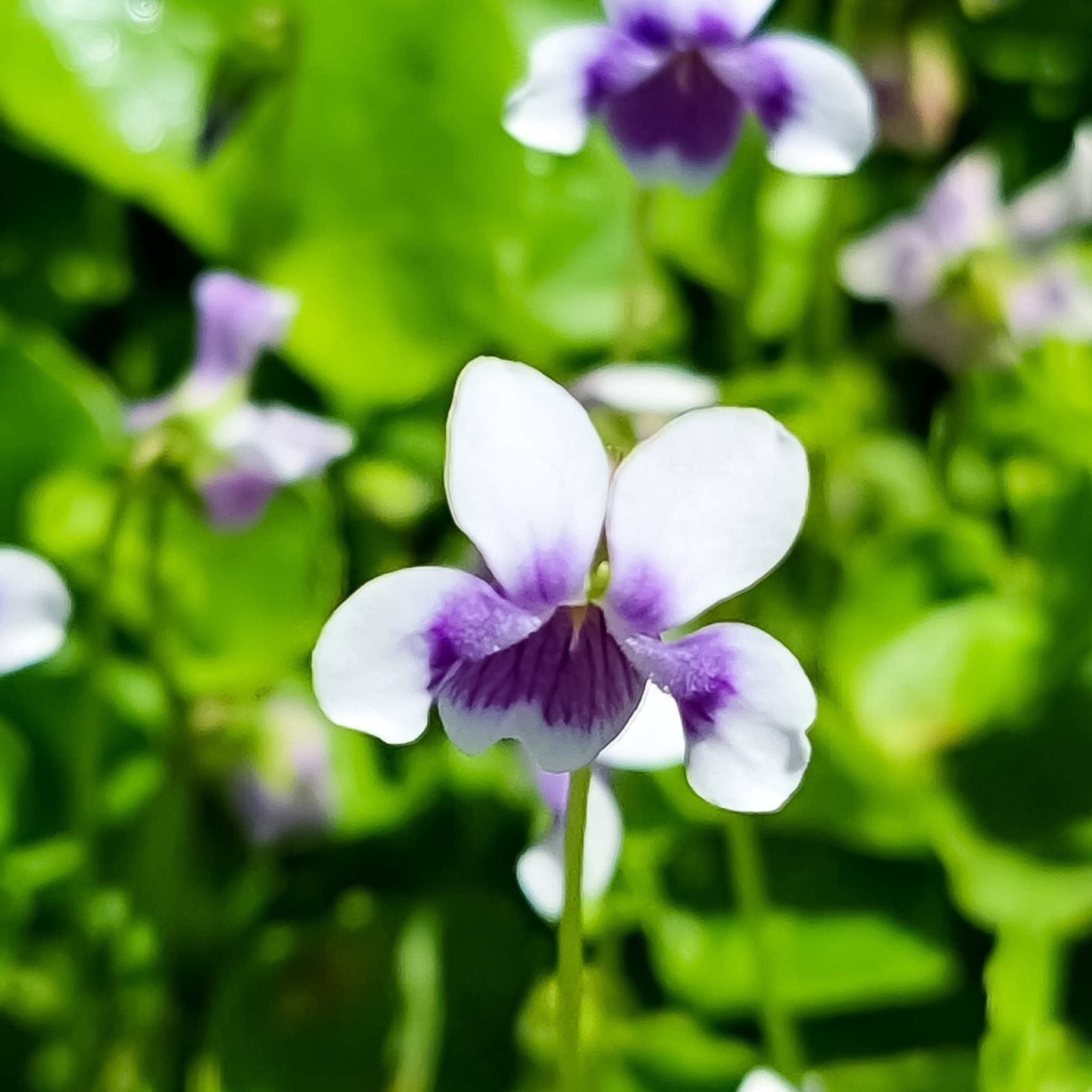 Native Australian Violet / Ivy Leaf Violet - Viola hederacea
