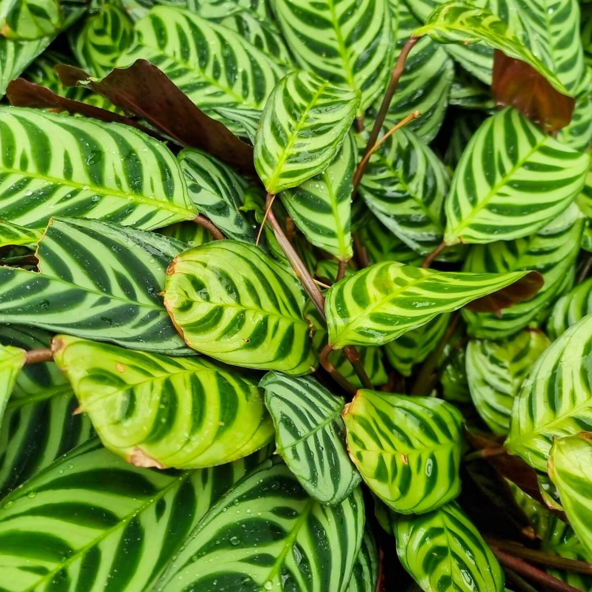 Never Never Plant - Ctenanthe burle marxii