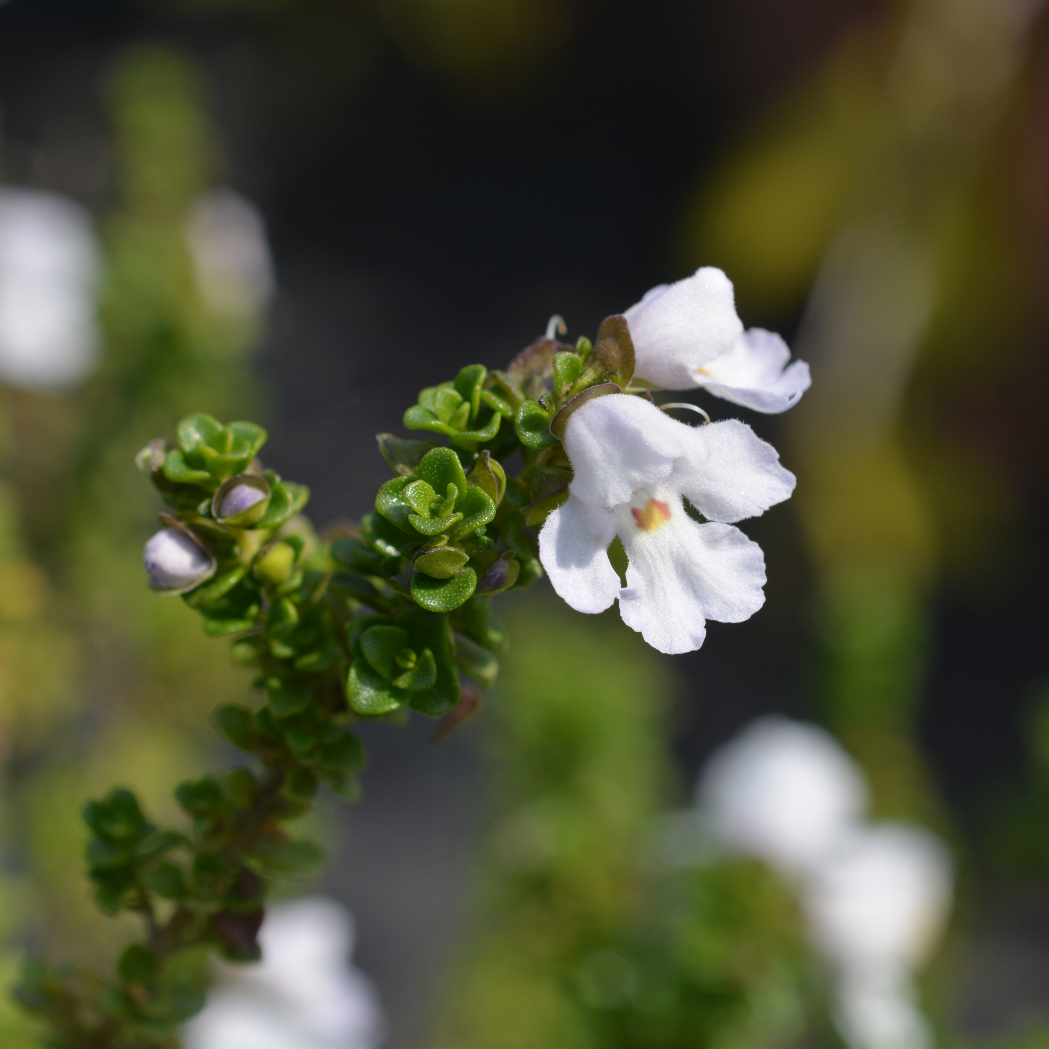 Cool Mint Alpine Mint Bush - Prostanthera cuneata Cool Mint