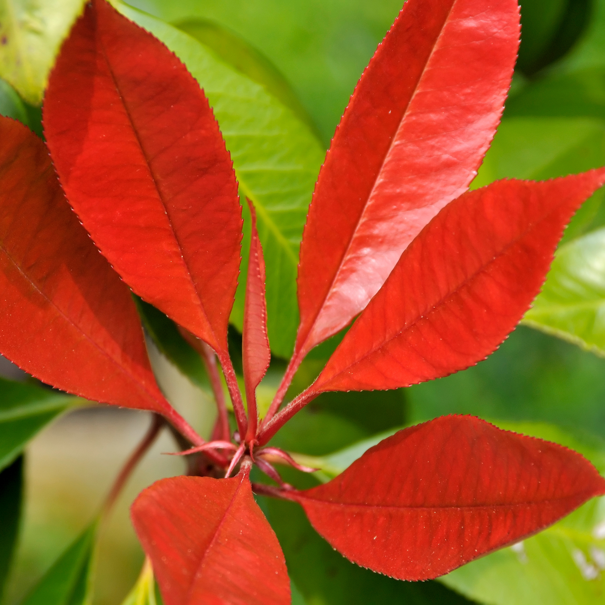 Red Tip Photinia Red Robin - Photinia fraseri Red Robin