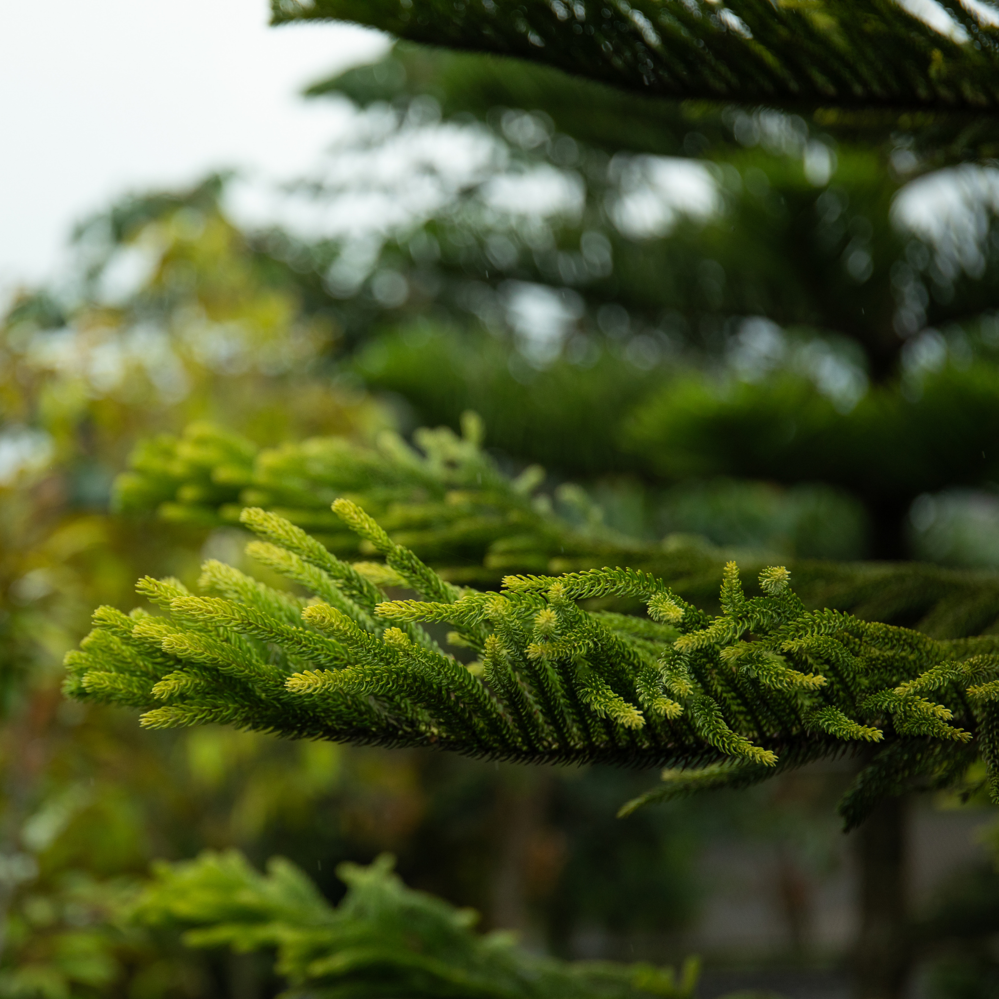 Hawaiian Norfolk Island Pine - Araucaria heterophylla