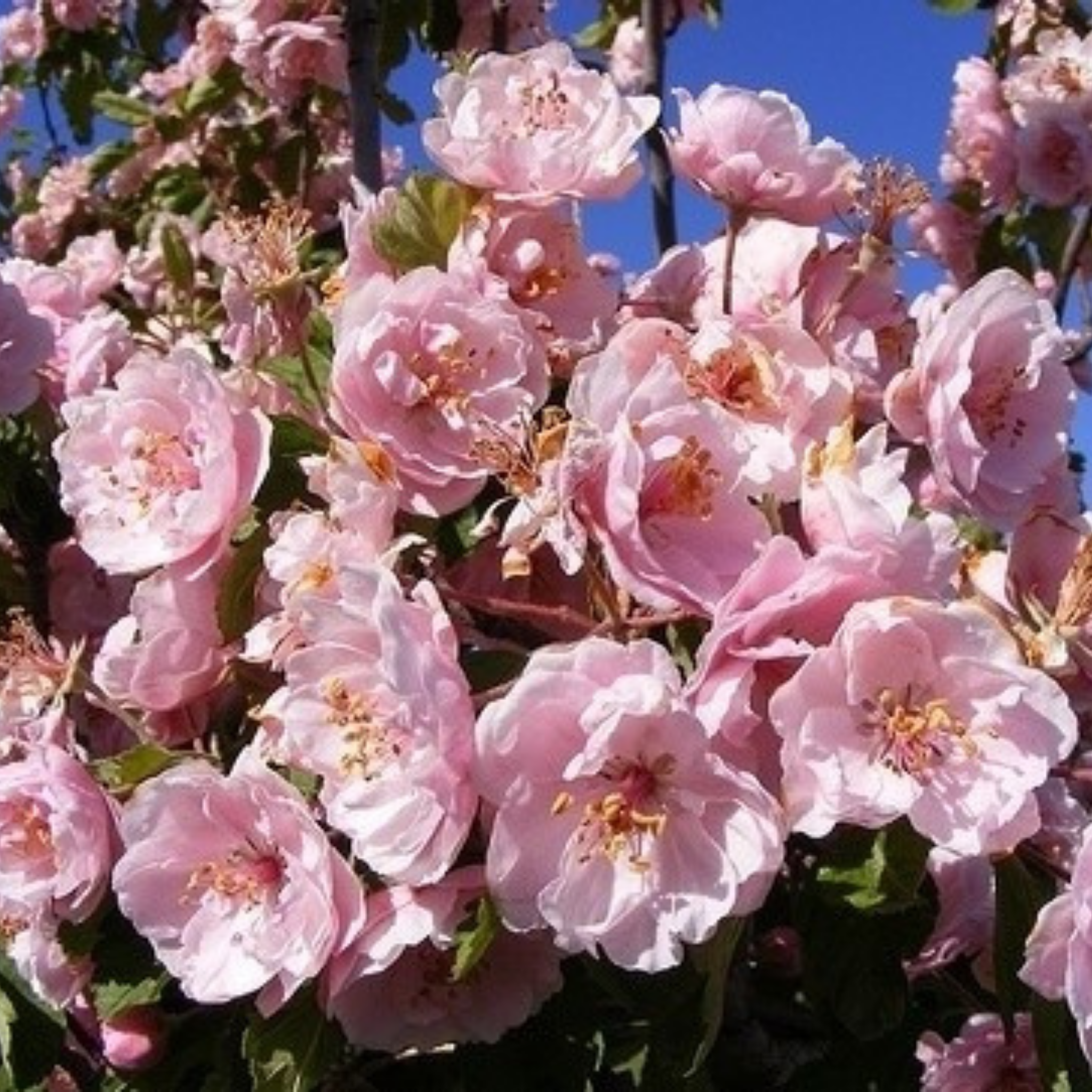 Double Flowering Prairie Crabapple - Malus ioensis Plena