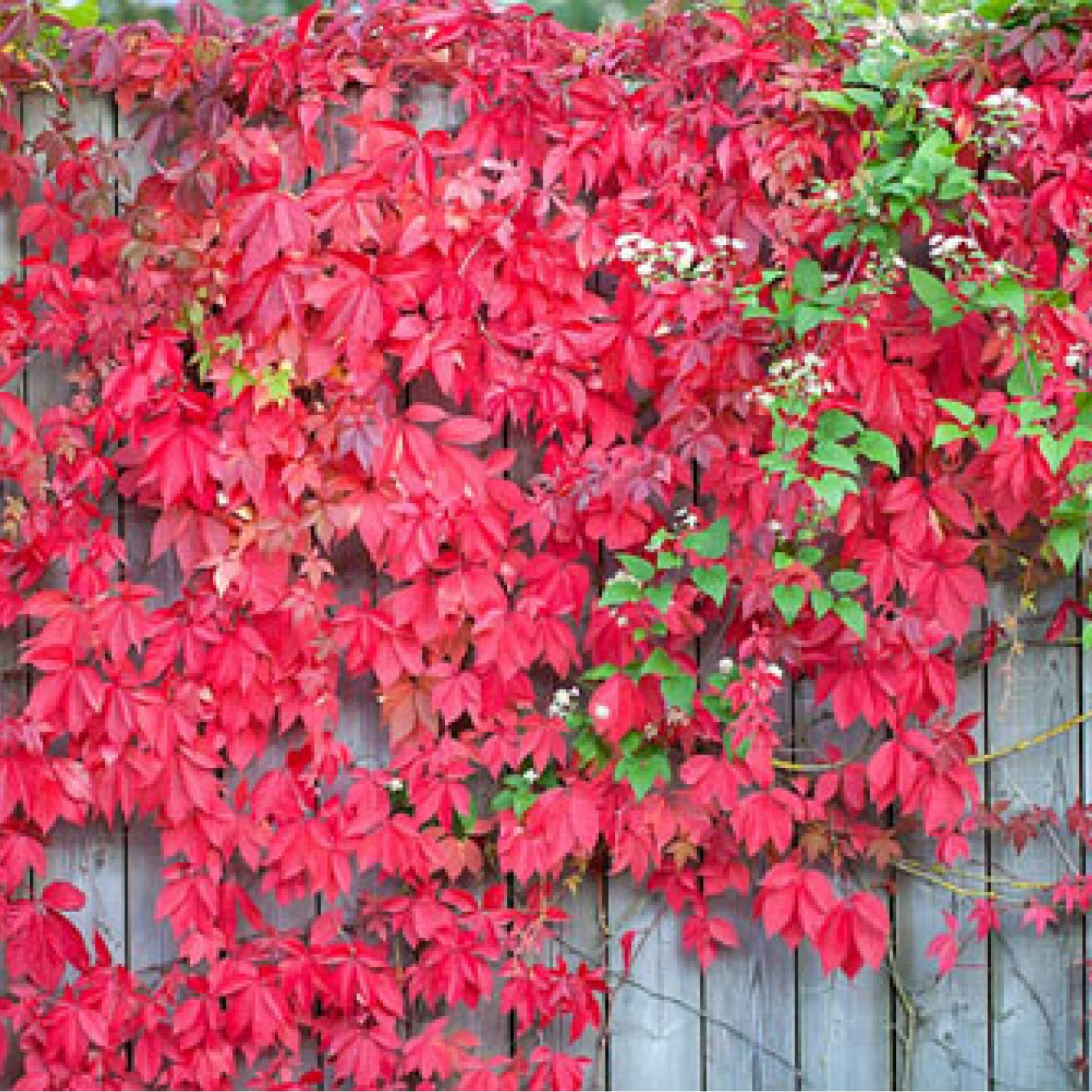 Virginia Creeper - Parthenocissus quinquefolia