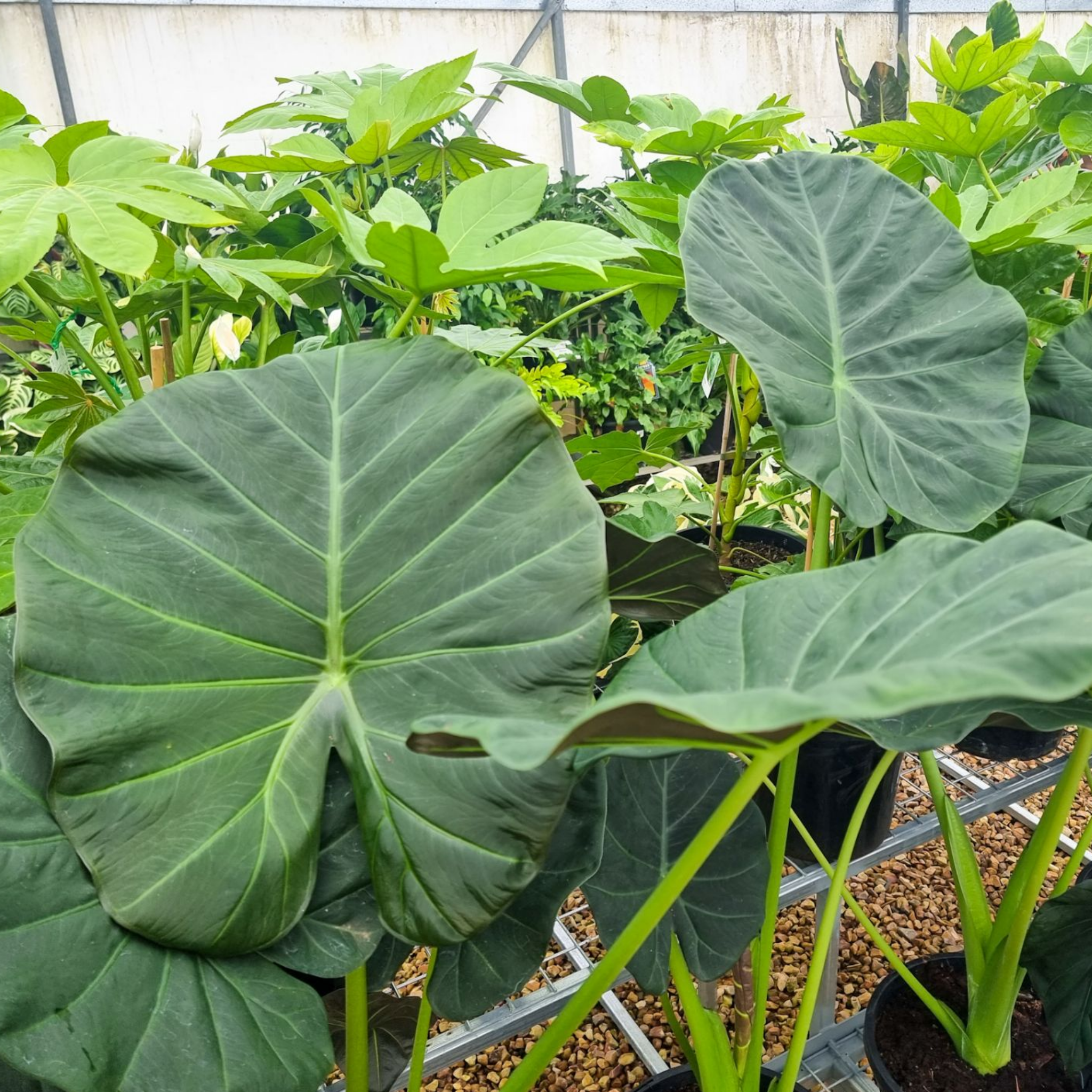 Large Elephants Ear - Alocasia hybrida Regal Shield