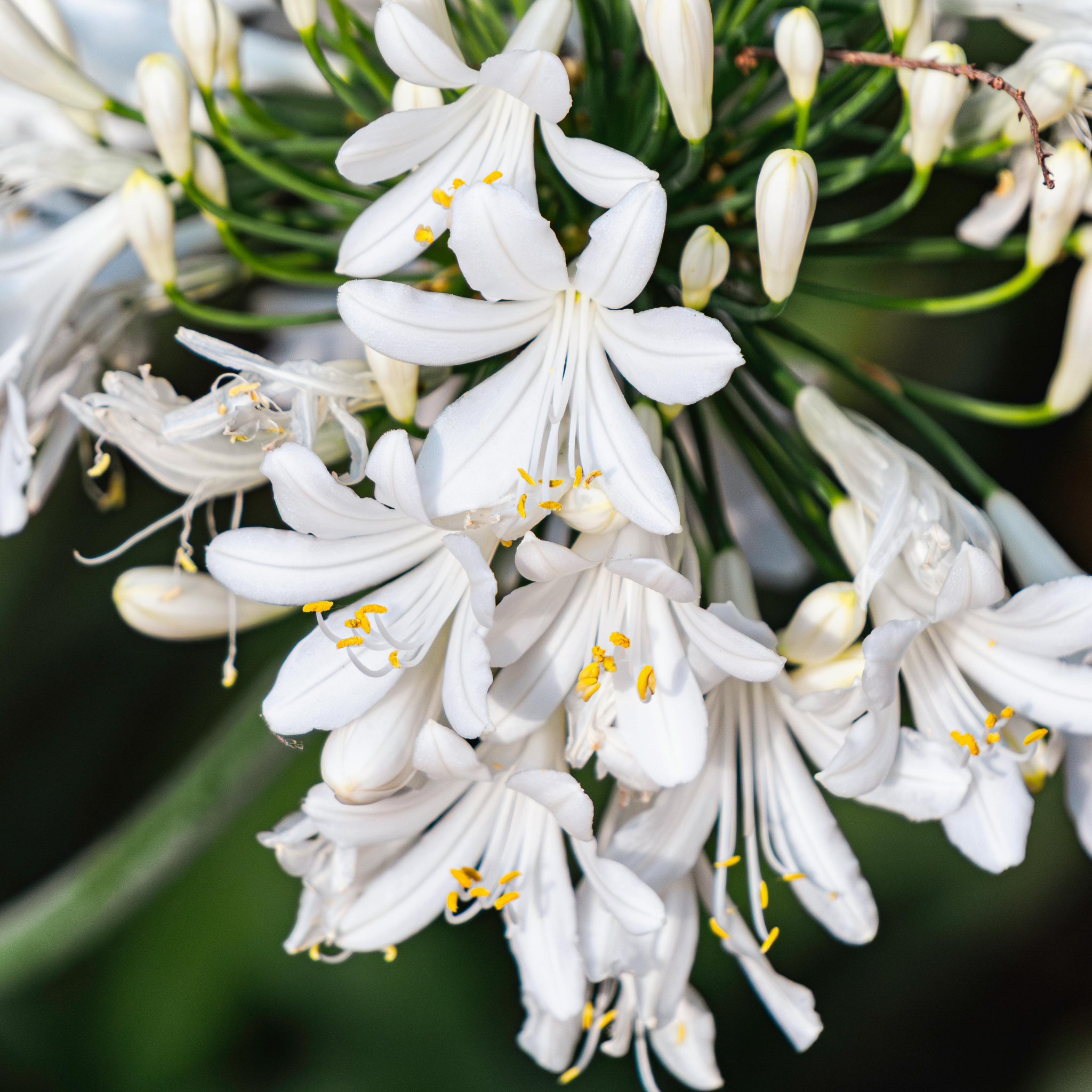 White Agapanthus - Lily of the Nile, African Lily