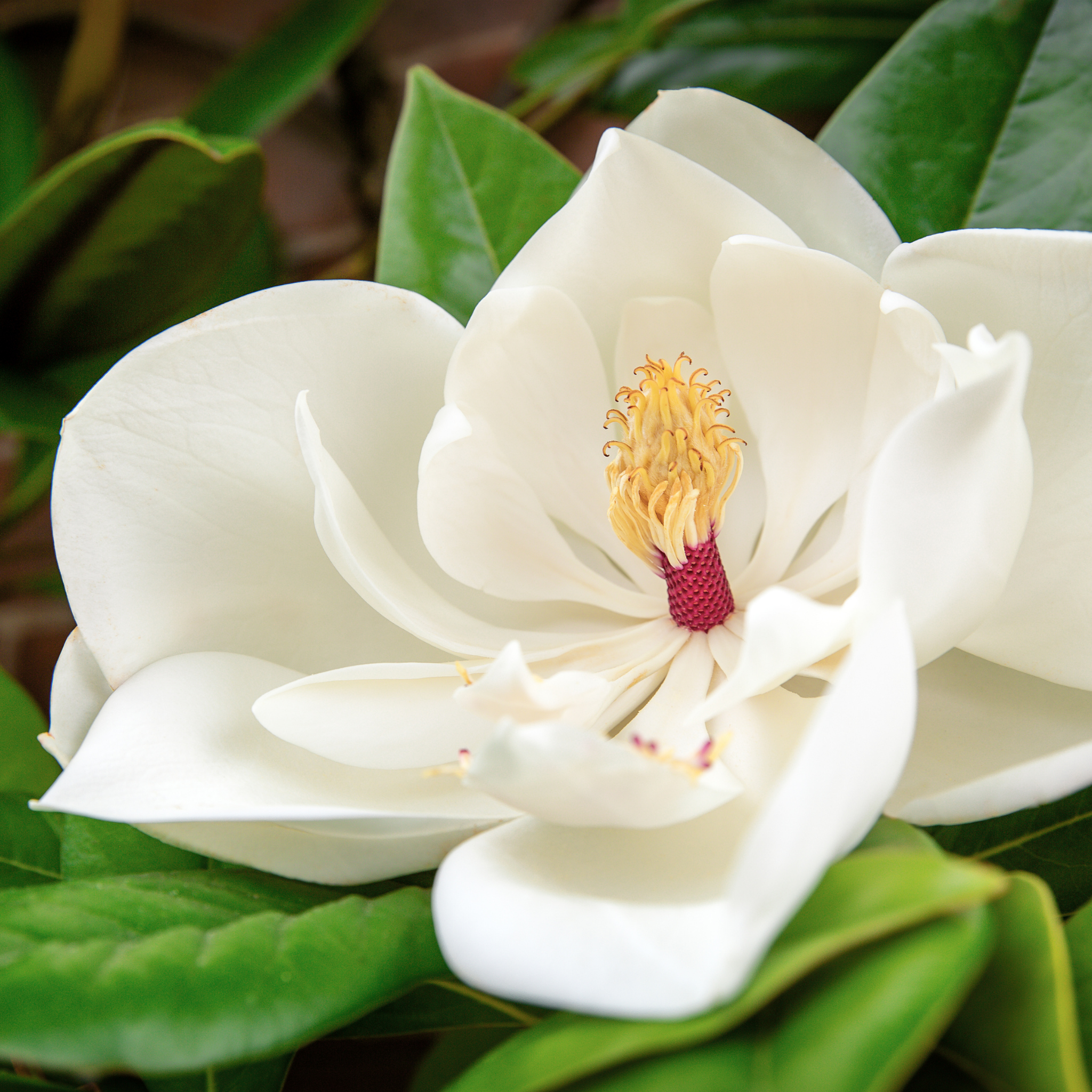 Magnolia Greenback - Magnolia grandiflora Greenback