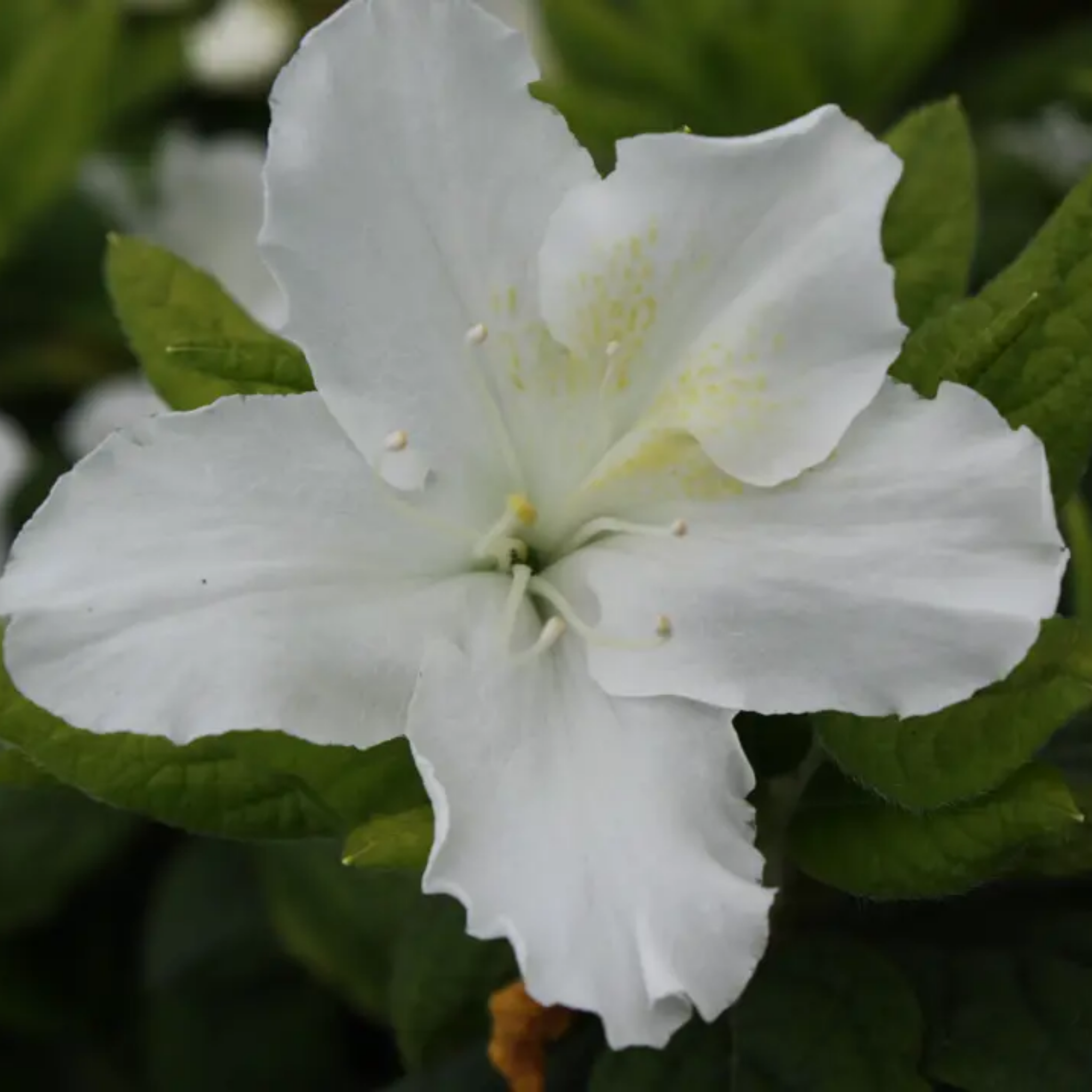 Close-up of a white flower with green leaves in the background