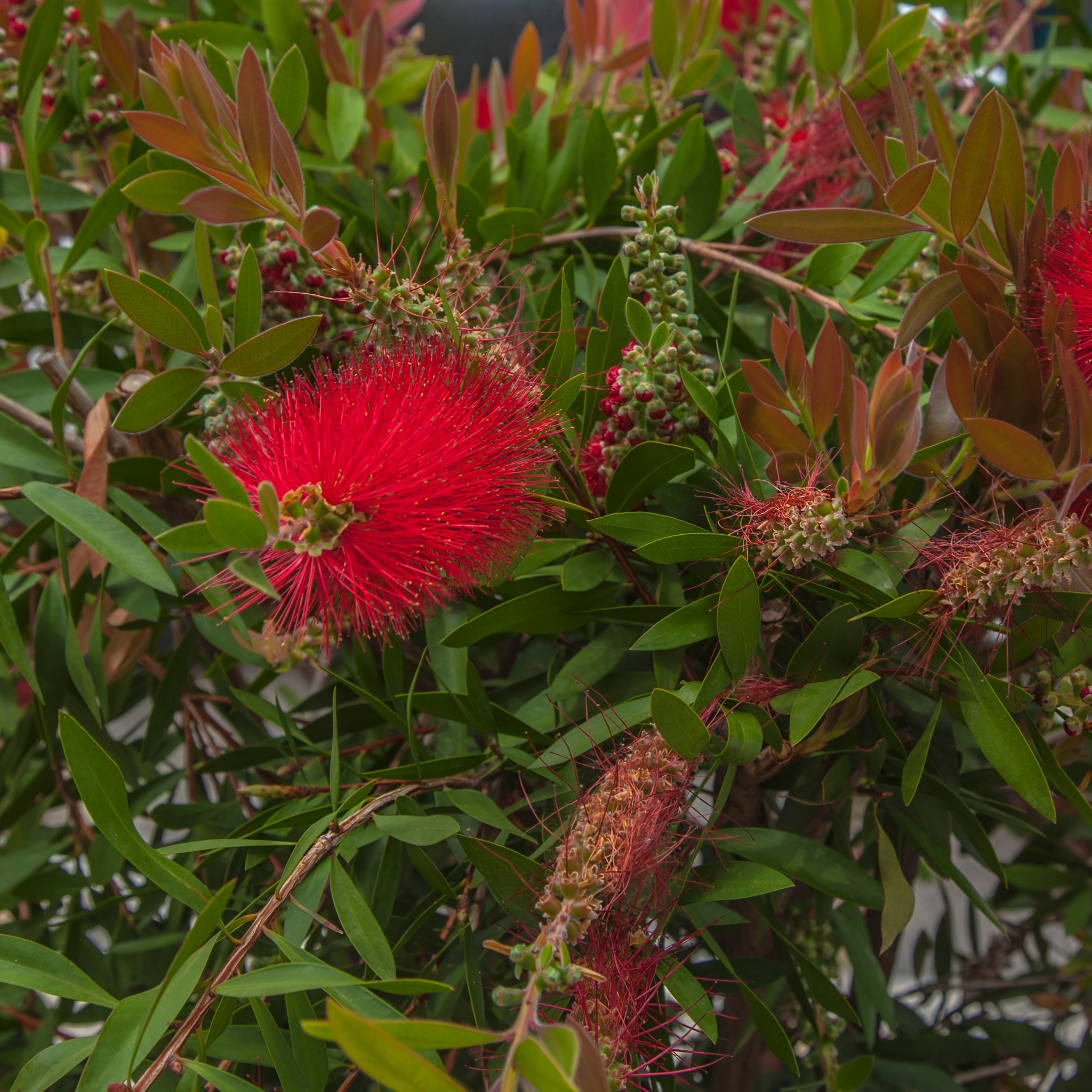 Mary Mackillop Bottlebrush - Callistemon hybrida ‘Mary Mackillop’
