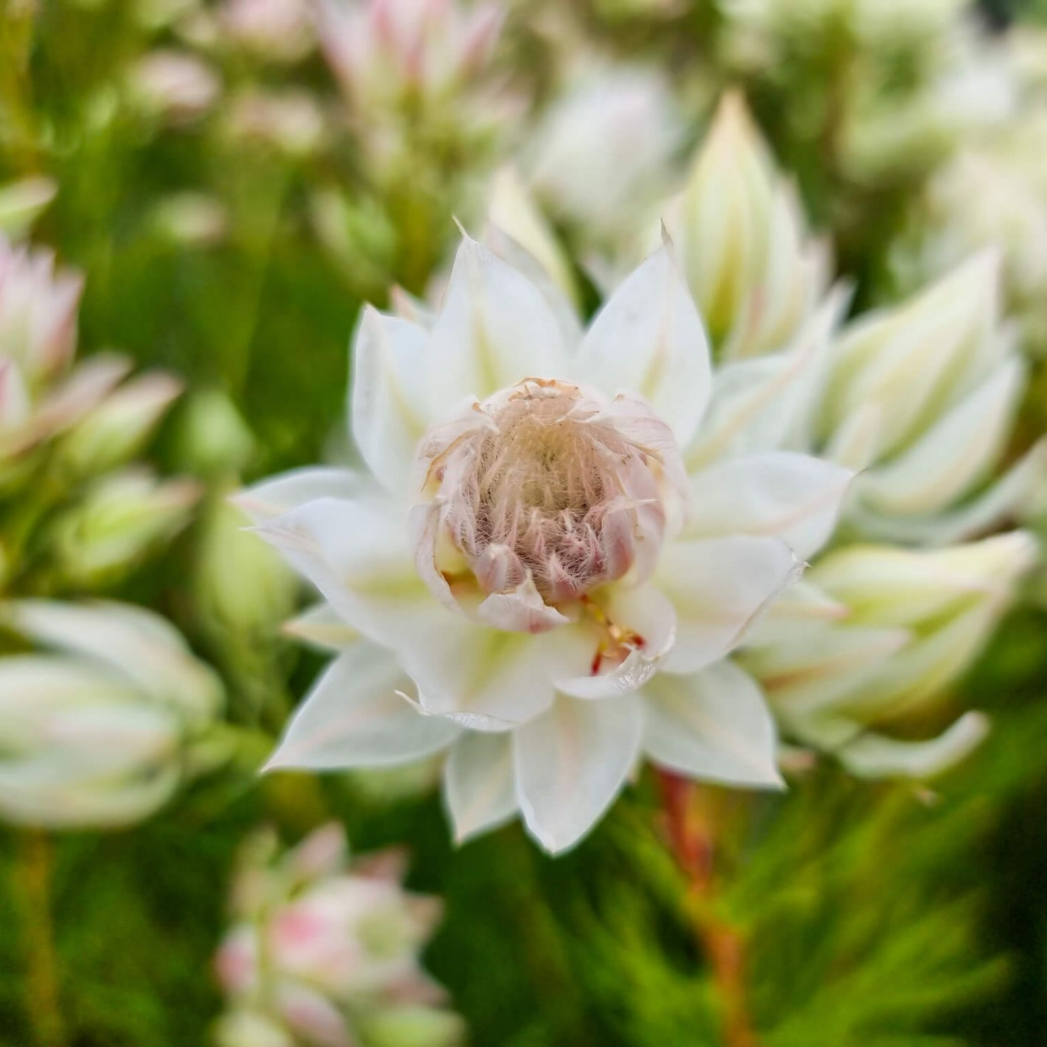 Blushing Bride - Serruria florida Blushing Bride