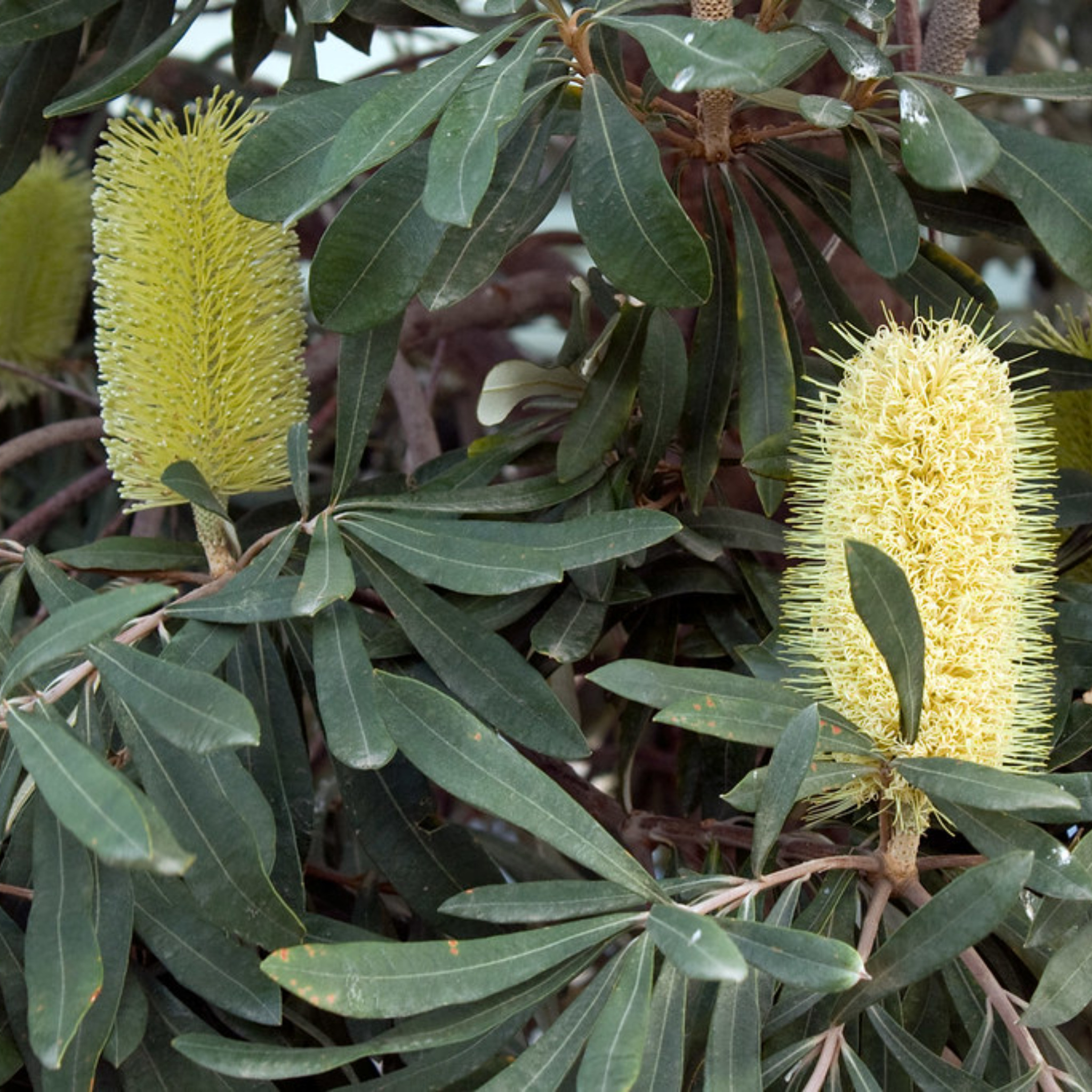 Close-up of banksia plants with green leaves and yellow flower heads.