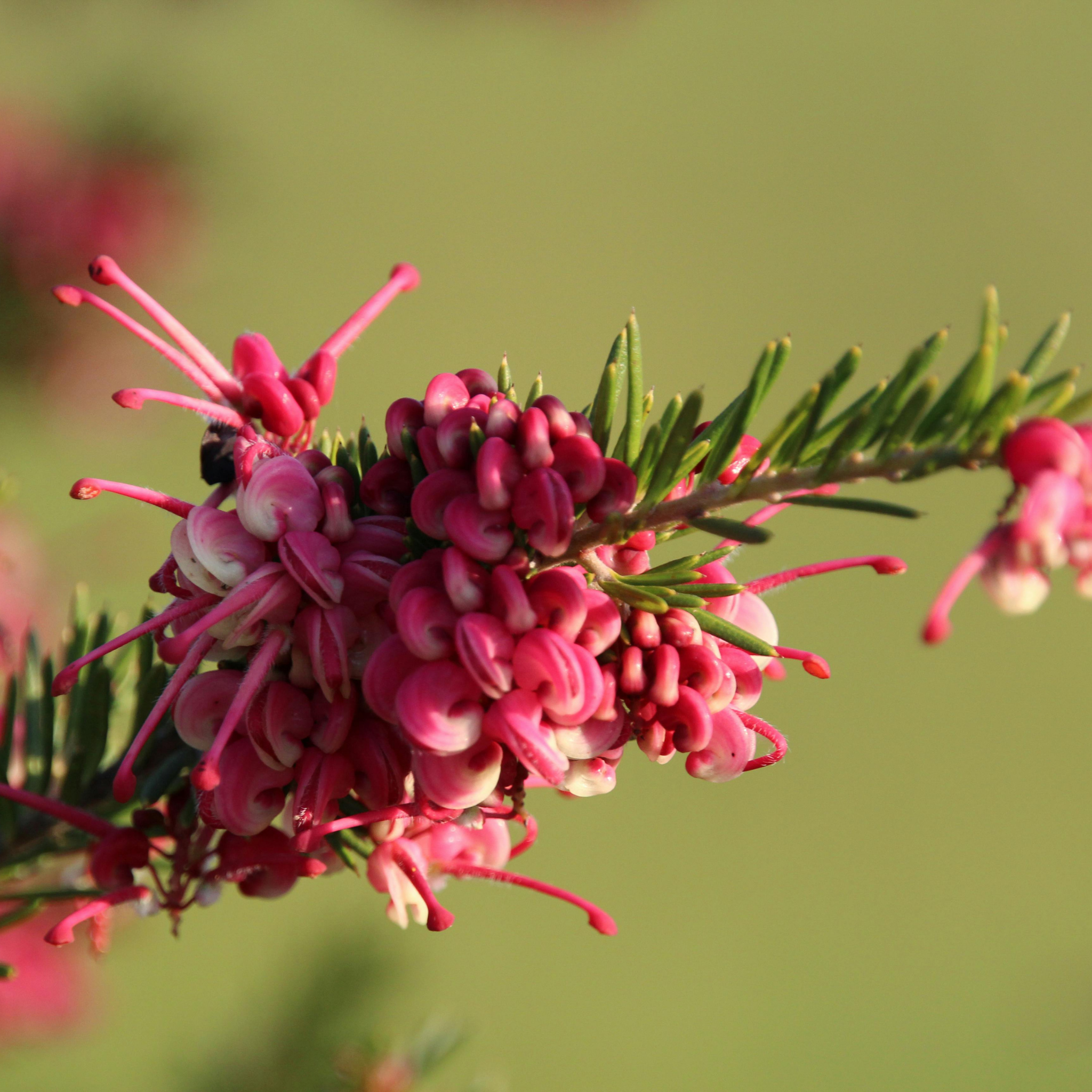 Tuckers Dwarf Spider Flower - Grevillea hybrida Tuckers Dwarf