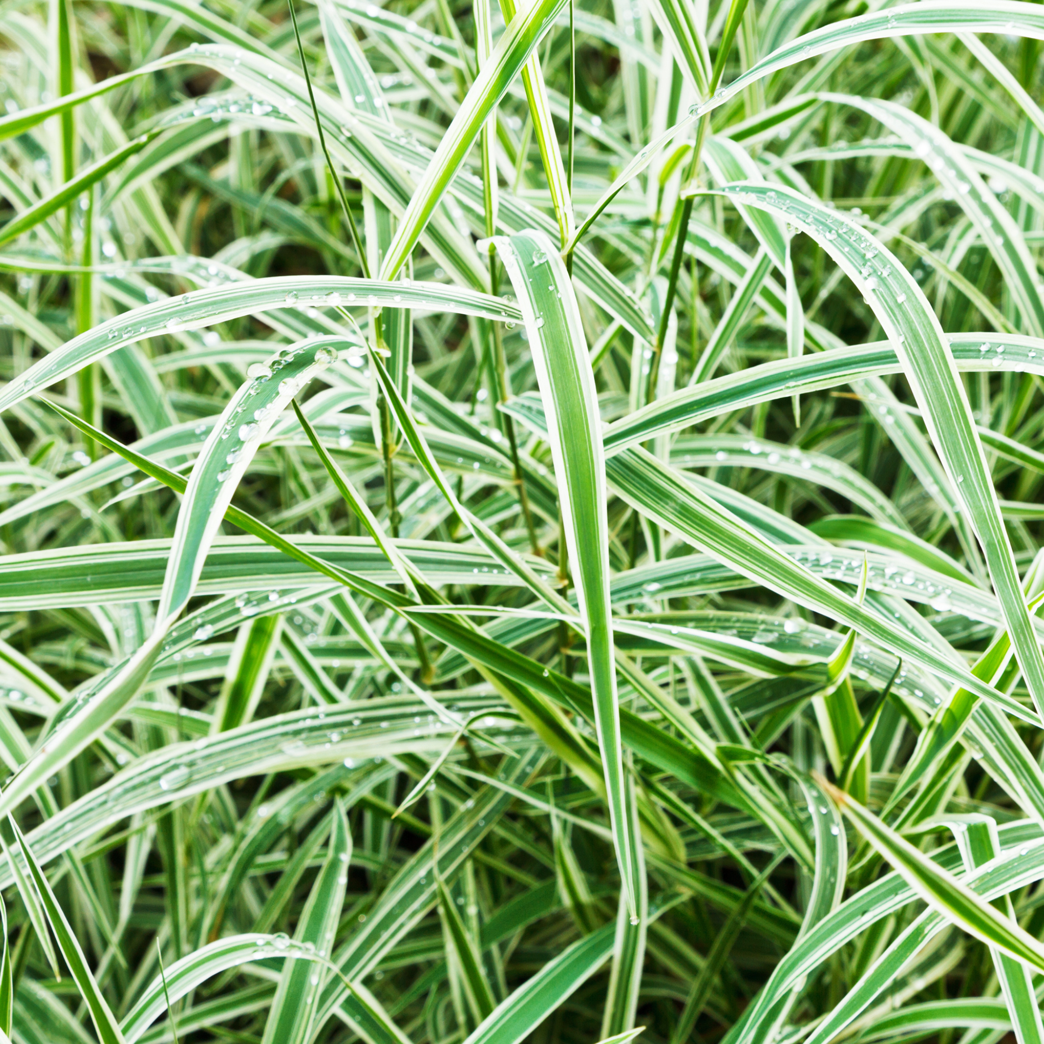 Close-up of green grass with white stripes