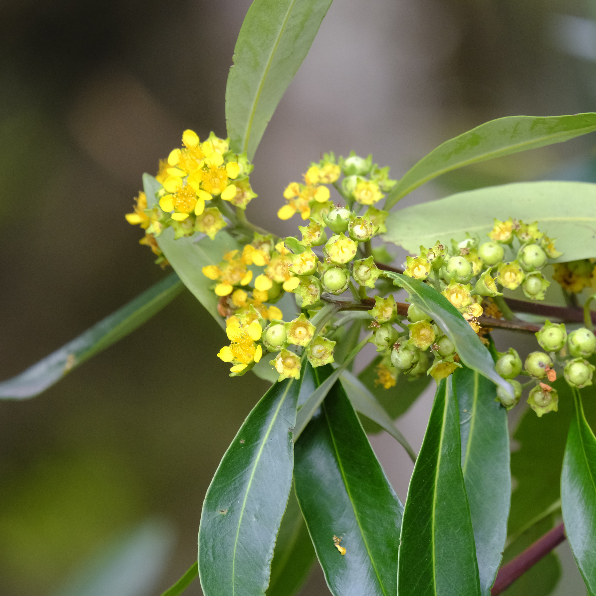 Water Gum tree - Tristaniopsis laurina
