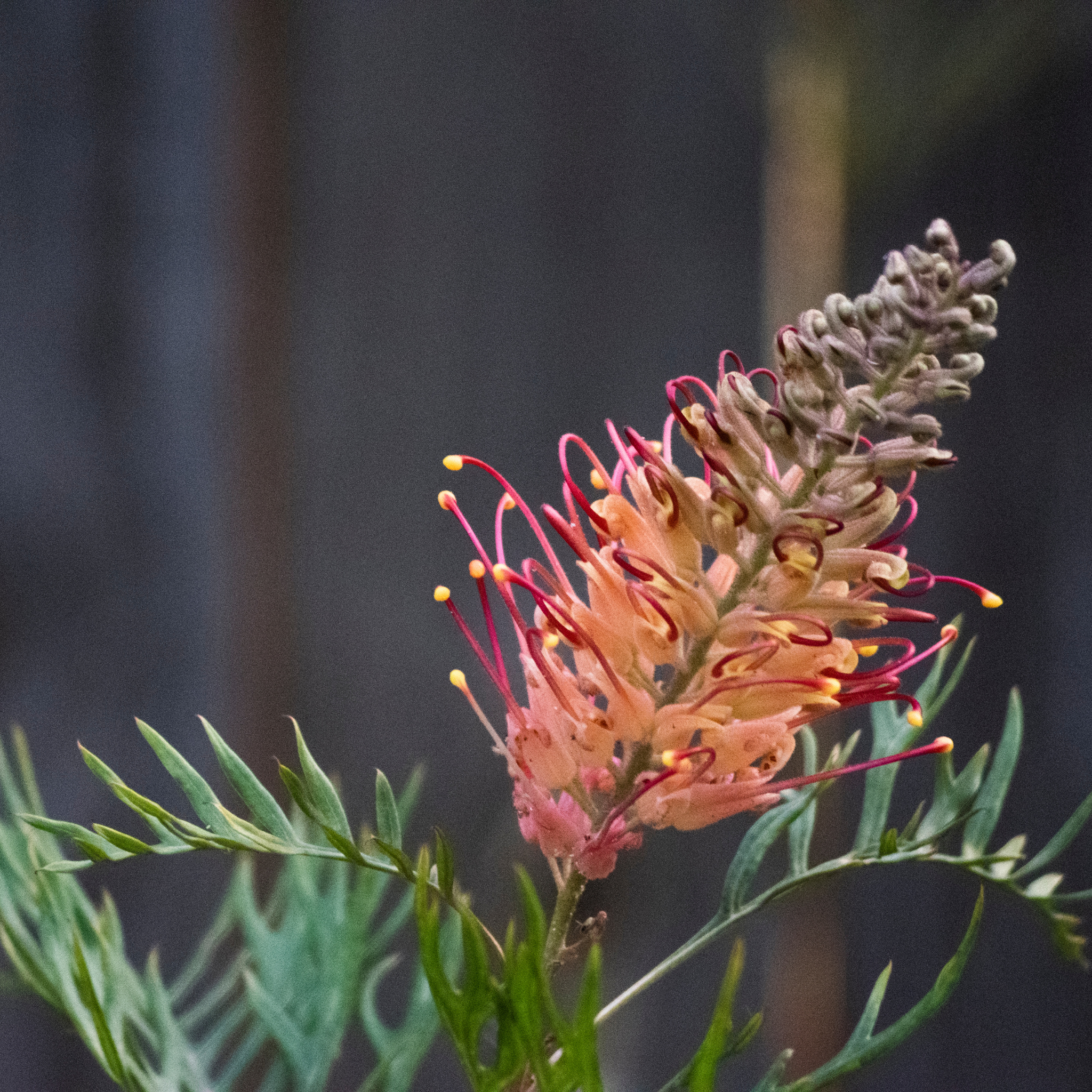 Grevillea 'Superb' - Grevillea banksii bipinnatifida Superb