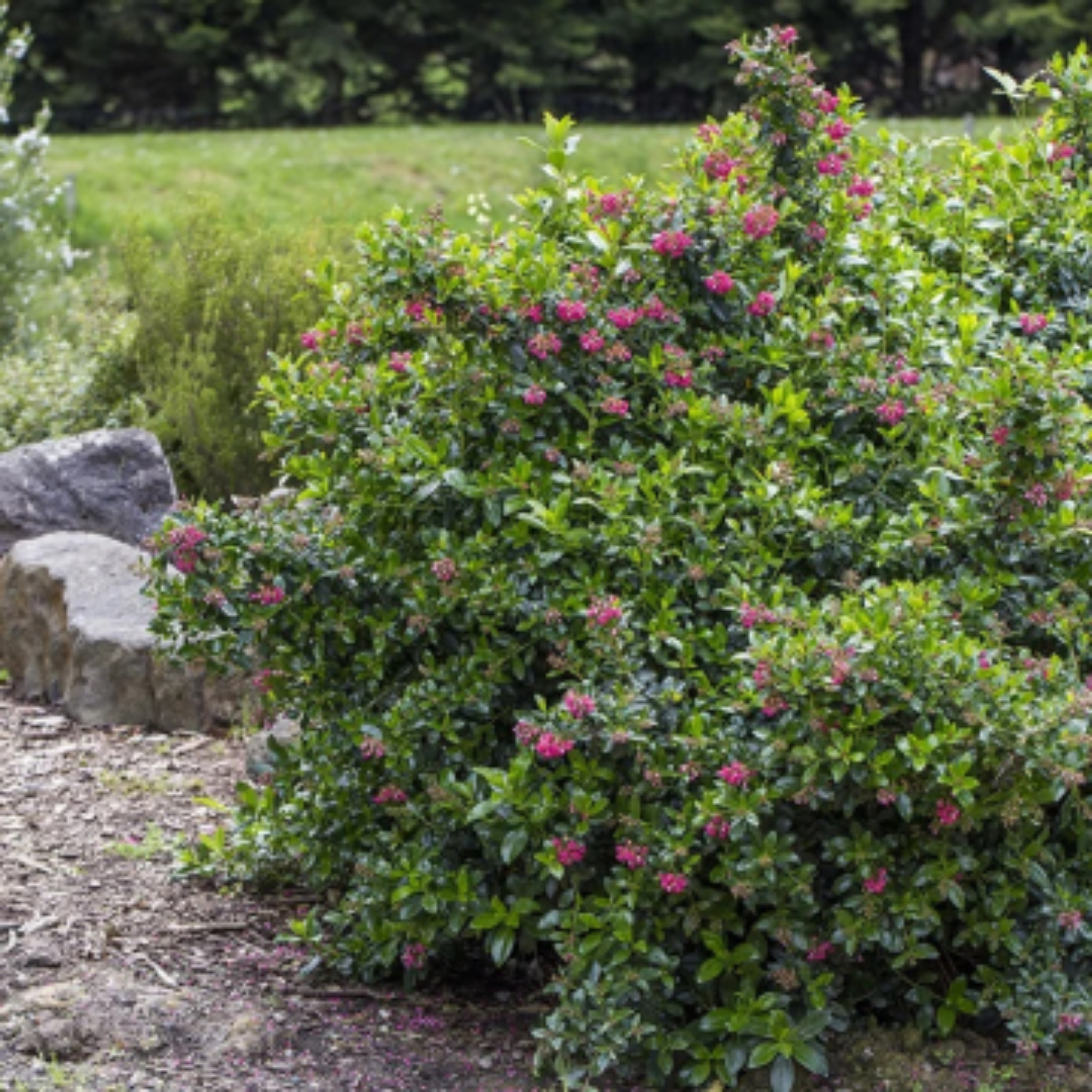 Escallonia Red Knight - Escallonia langleyensis Red Knight