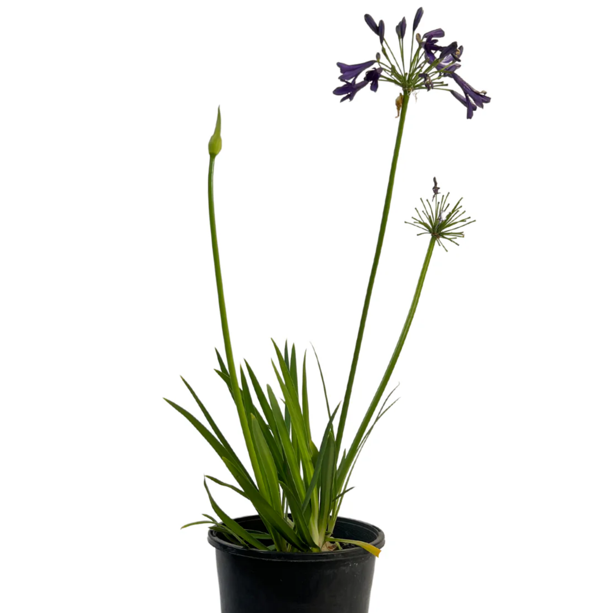 Purple Agapanthus hybrida Sugar Plum - Lily of the Nile, African Lily