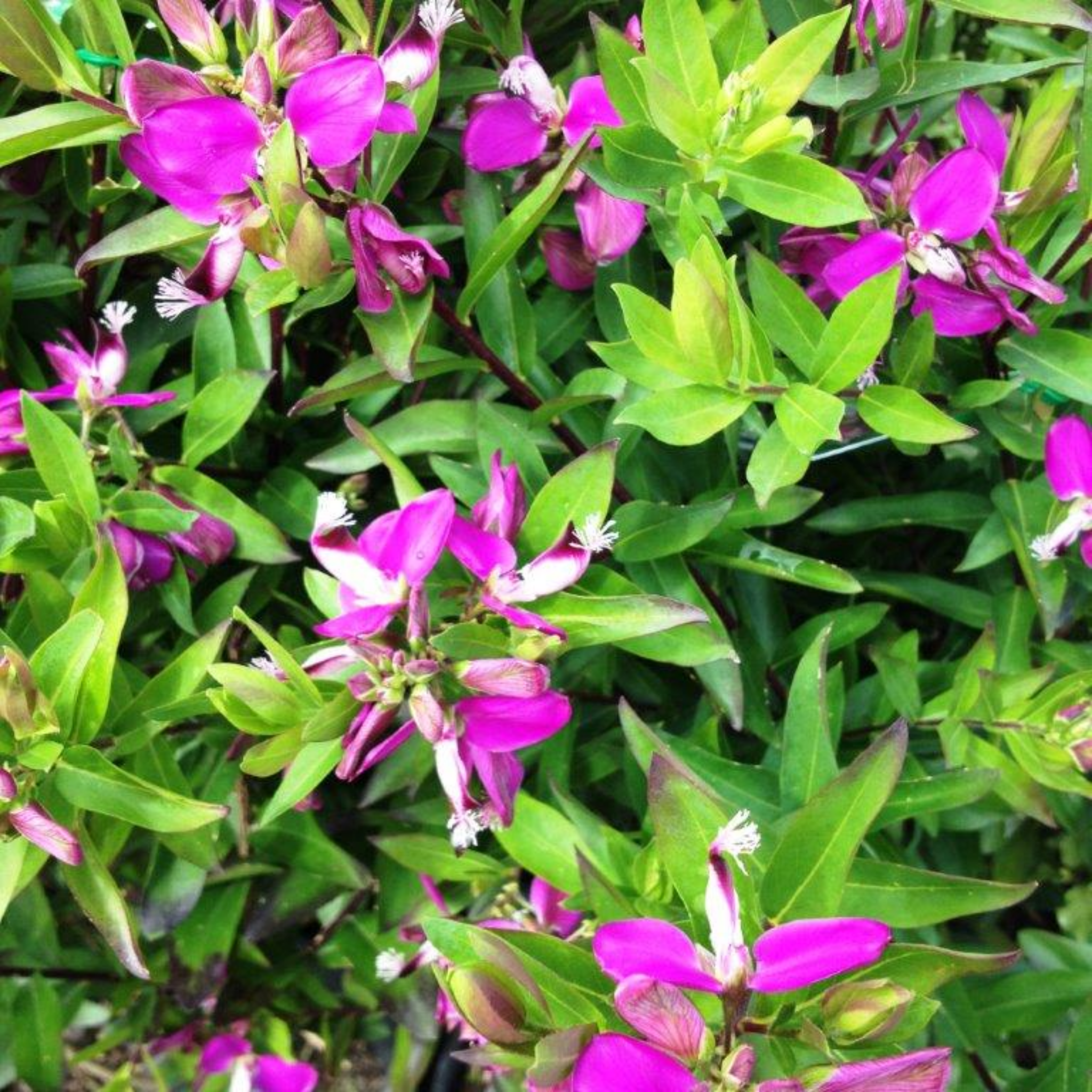 Sweet Pea Shrub - Polygala myrtiflora Grandiflora