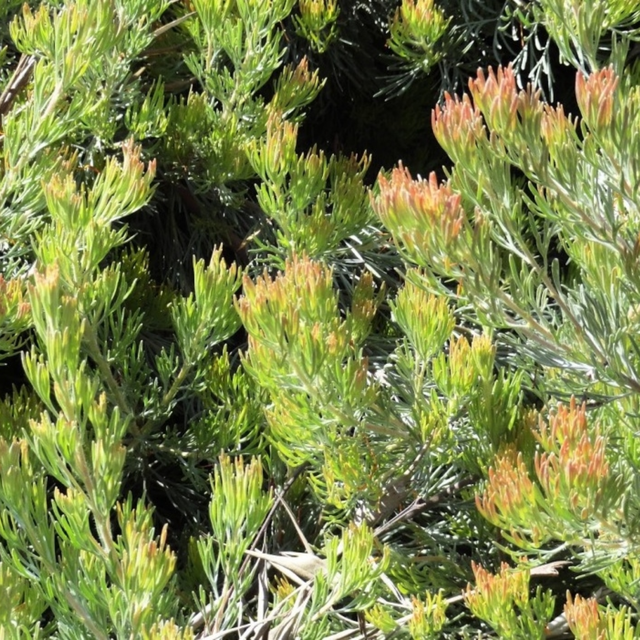 Prostrate Woolly Bush - Adenanthos cunninghamii