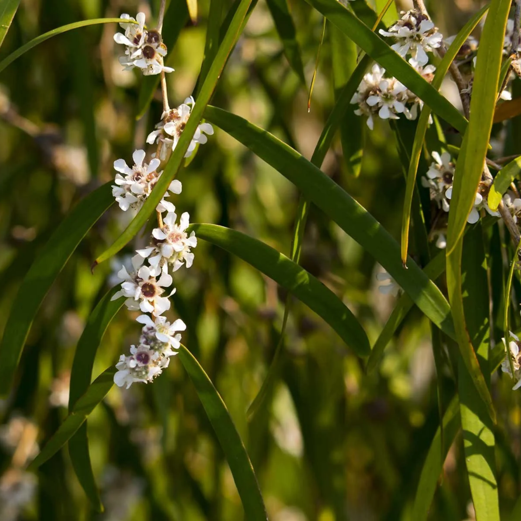 Close-up of white flowers with green leaves on a blurred natural background
