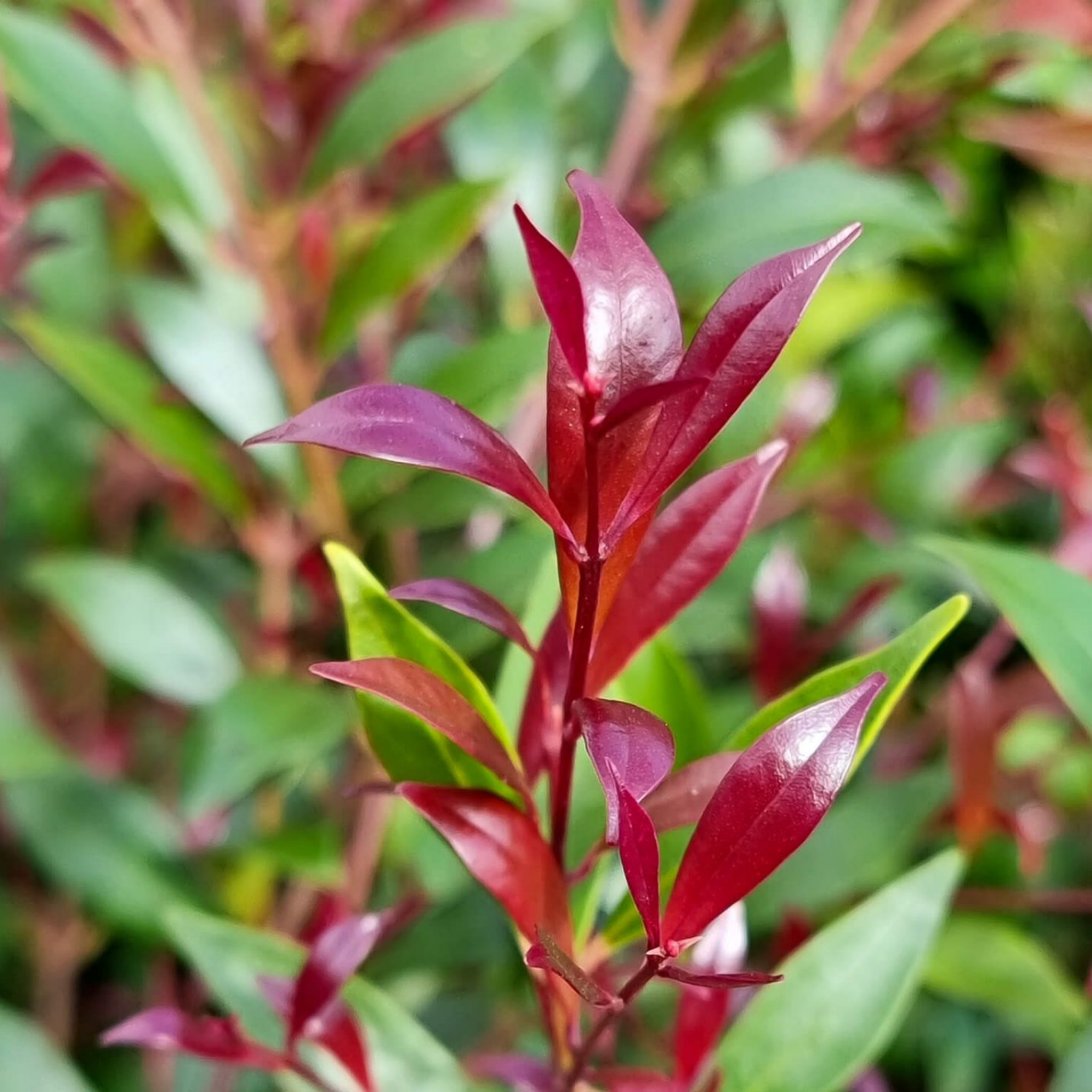 Lilly Pilly Cherry Surprise - Acmena smithii 'Cherry Surprise'