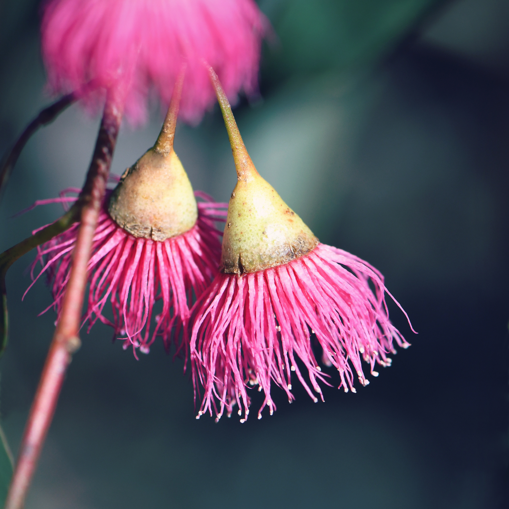 Eucalyptus leucoxylon Rosea Dwarf -  Dwarf Pink Flowering Yellow Gum