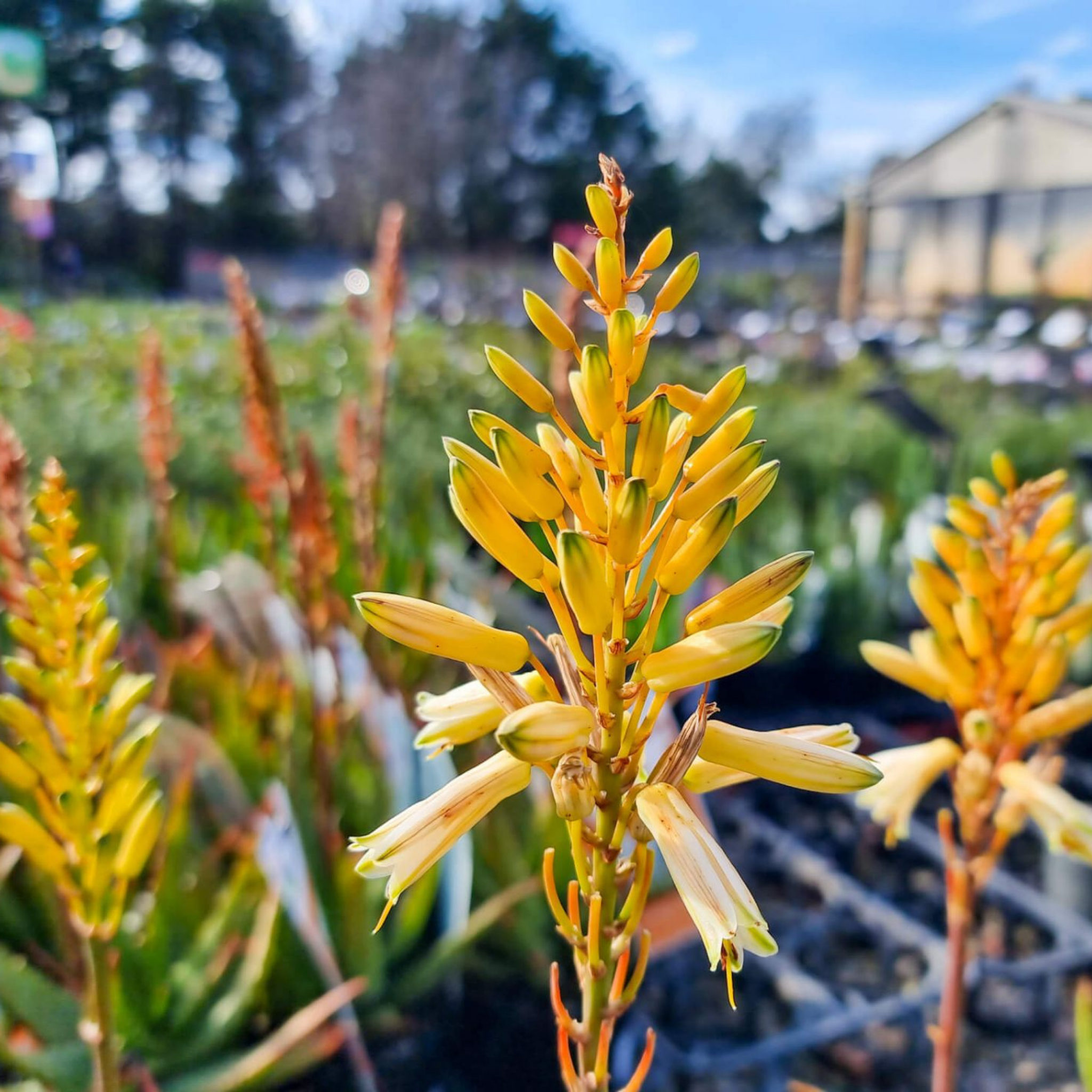 Aloe hybrida Bush Baby Yellow