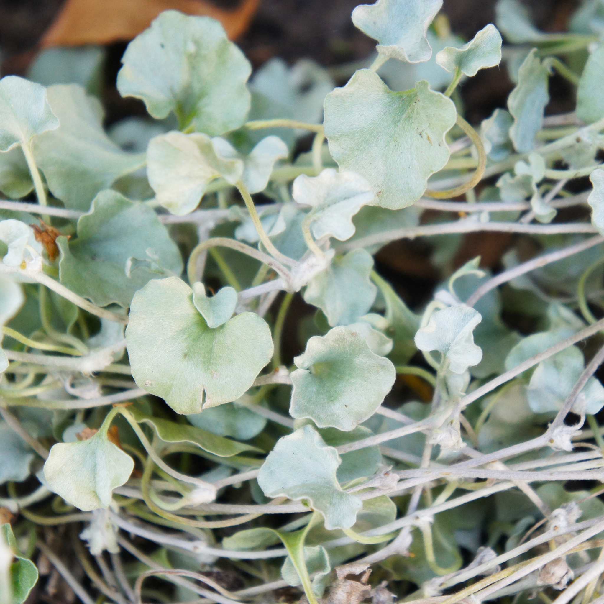 Silver Kidney Grass - Dichondra argentea Silver Falls