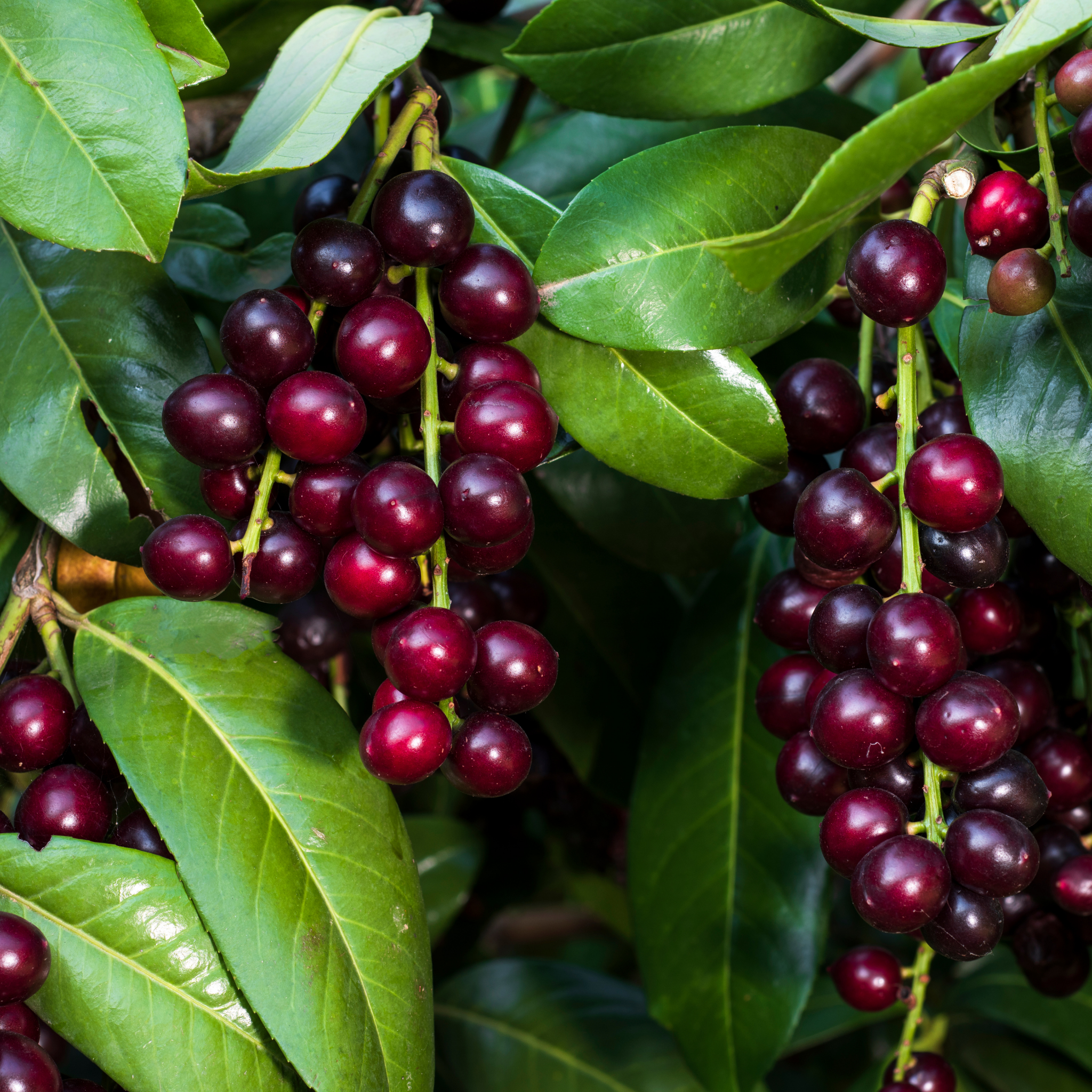 Close-up of dark purple berries with green leaves