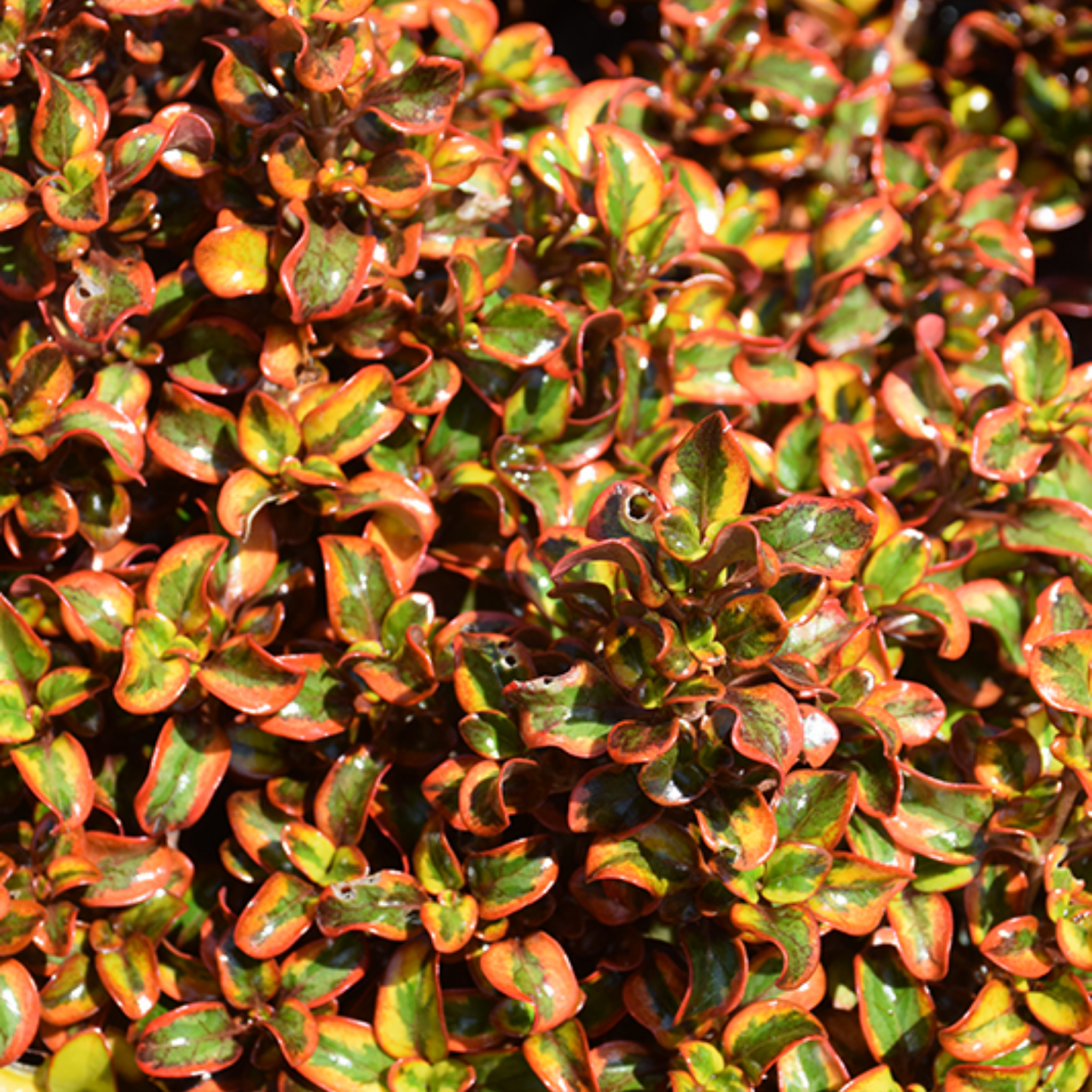 Mirror Bush Tequila Sunrise - Coprosma repens 'Tequila Sunrise'