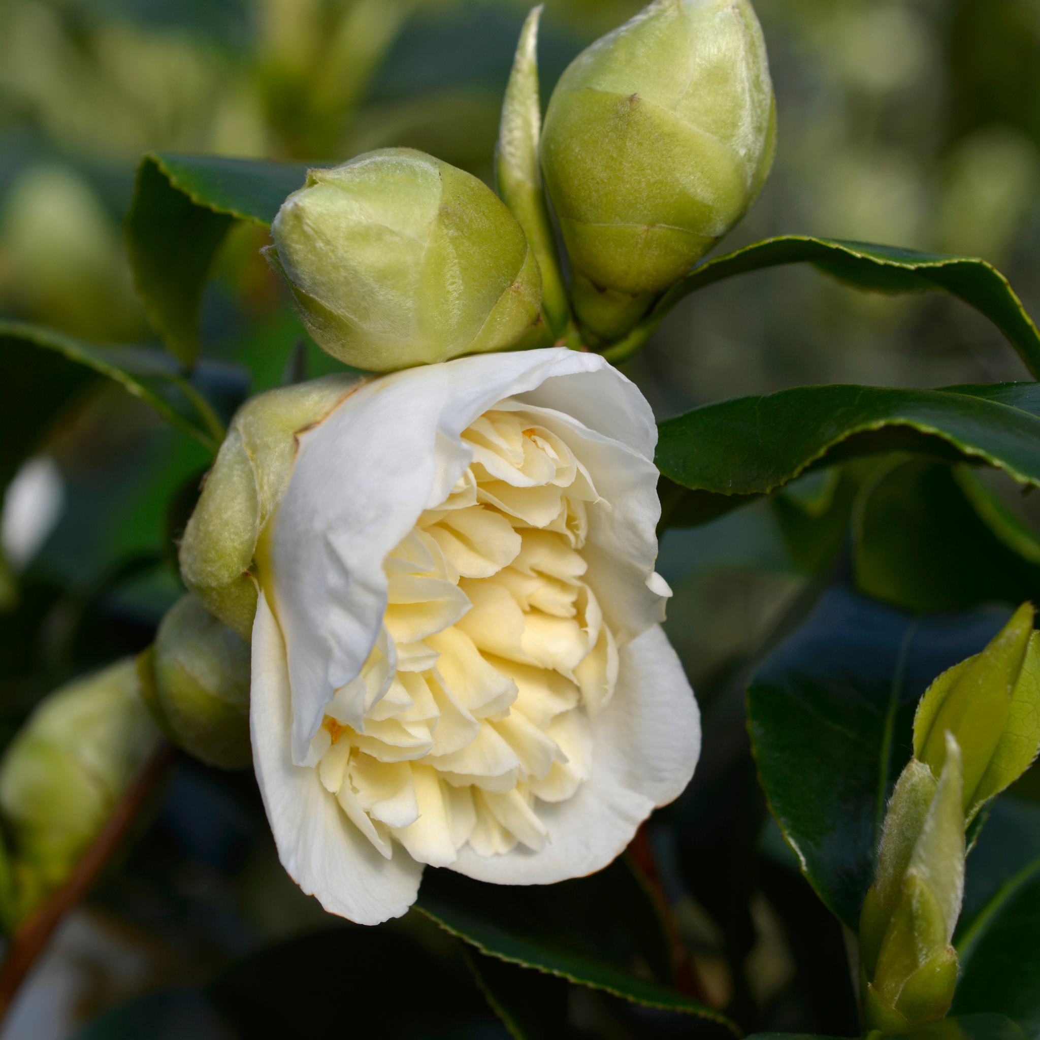 Camellia japonica Brushfields Yellow