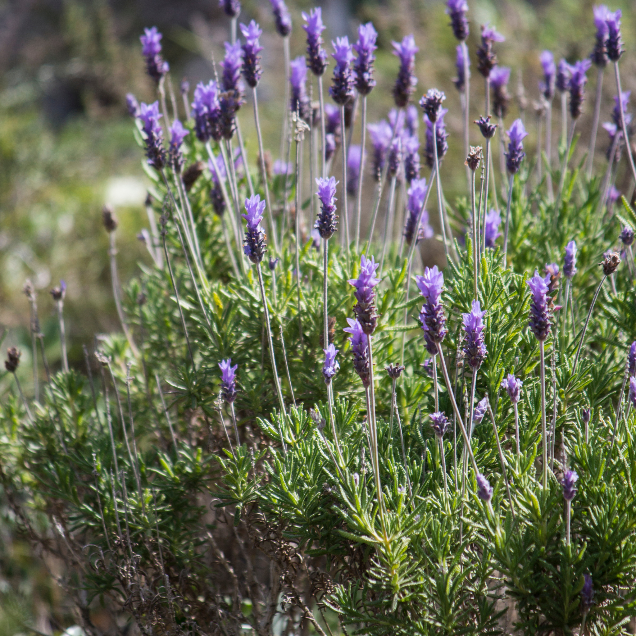 Dwarf French Lavender - Lavandula dentata La Diva Imperial