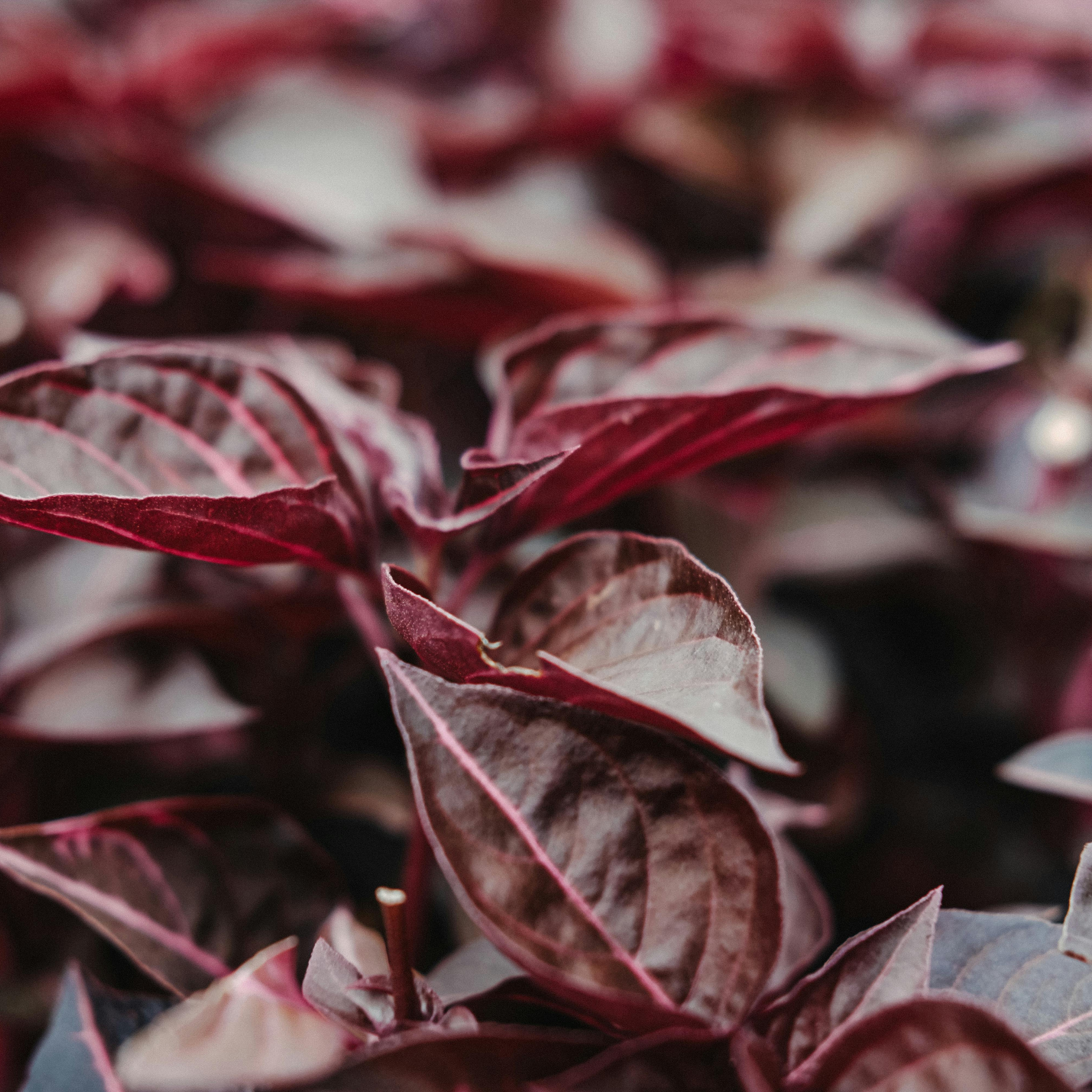 Alternanthera Little Maroon - Alternanthera dentata 'Little Maroon'