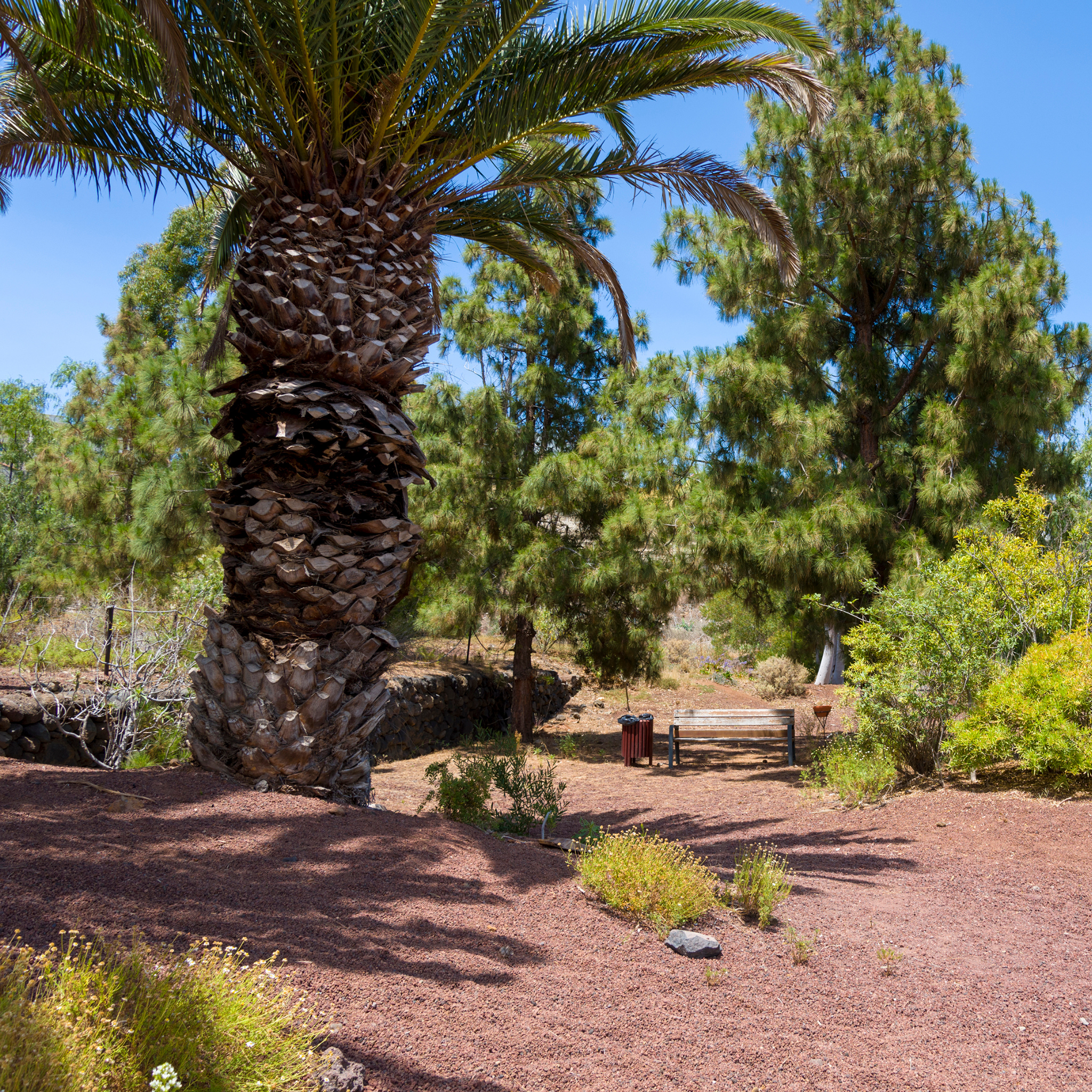  a palm tree in a natural setting with trees and clear sky.