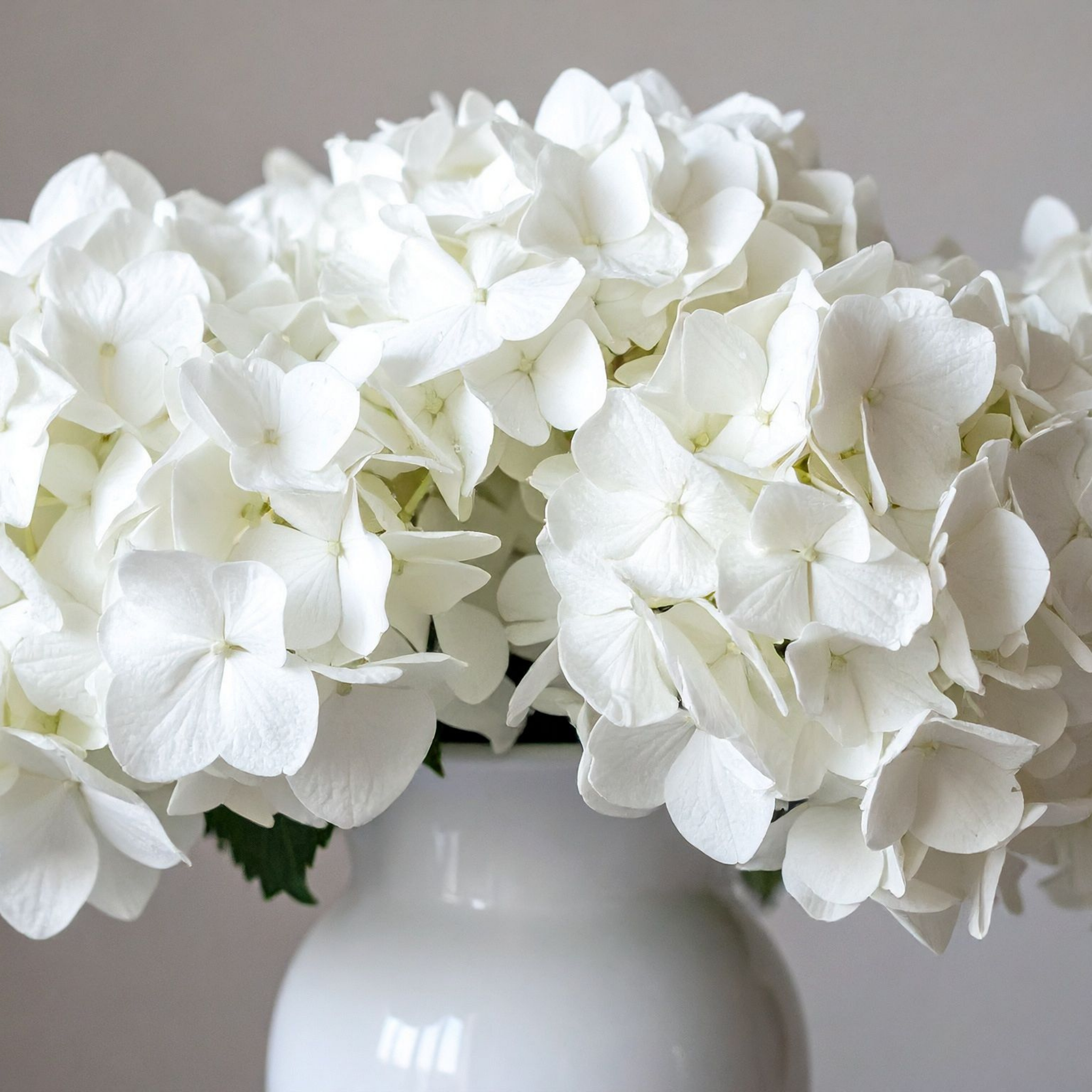 Hydrangea White - Hydrangea macrophylla White