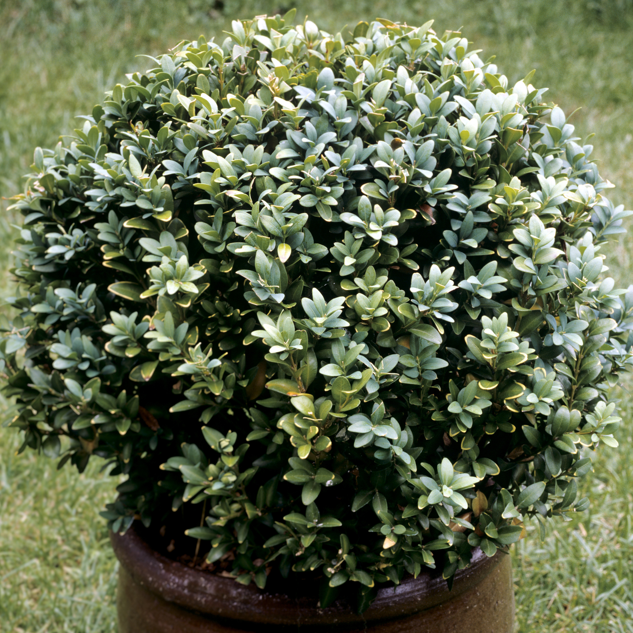 Potted shrub with green leaves on a grassy background