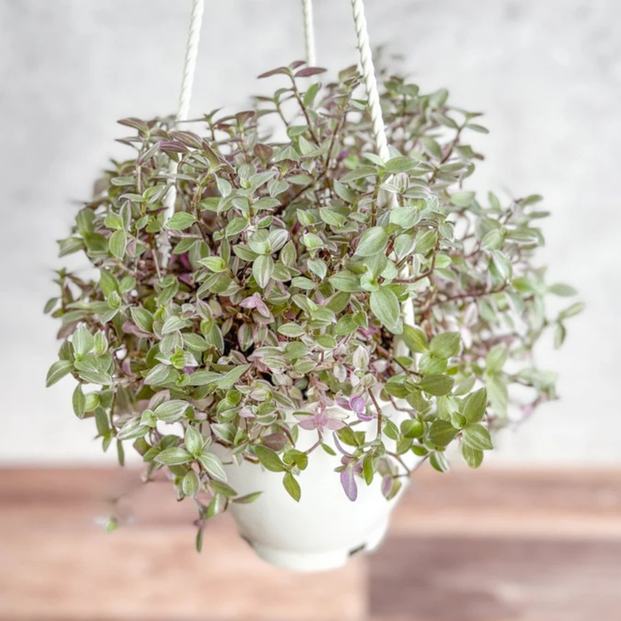 Turtle Vine Pink Panther - Callisia repens Pink Panther