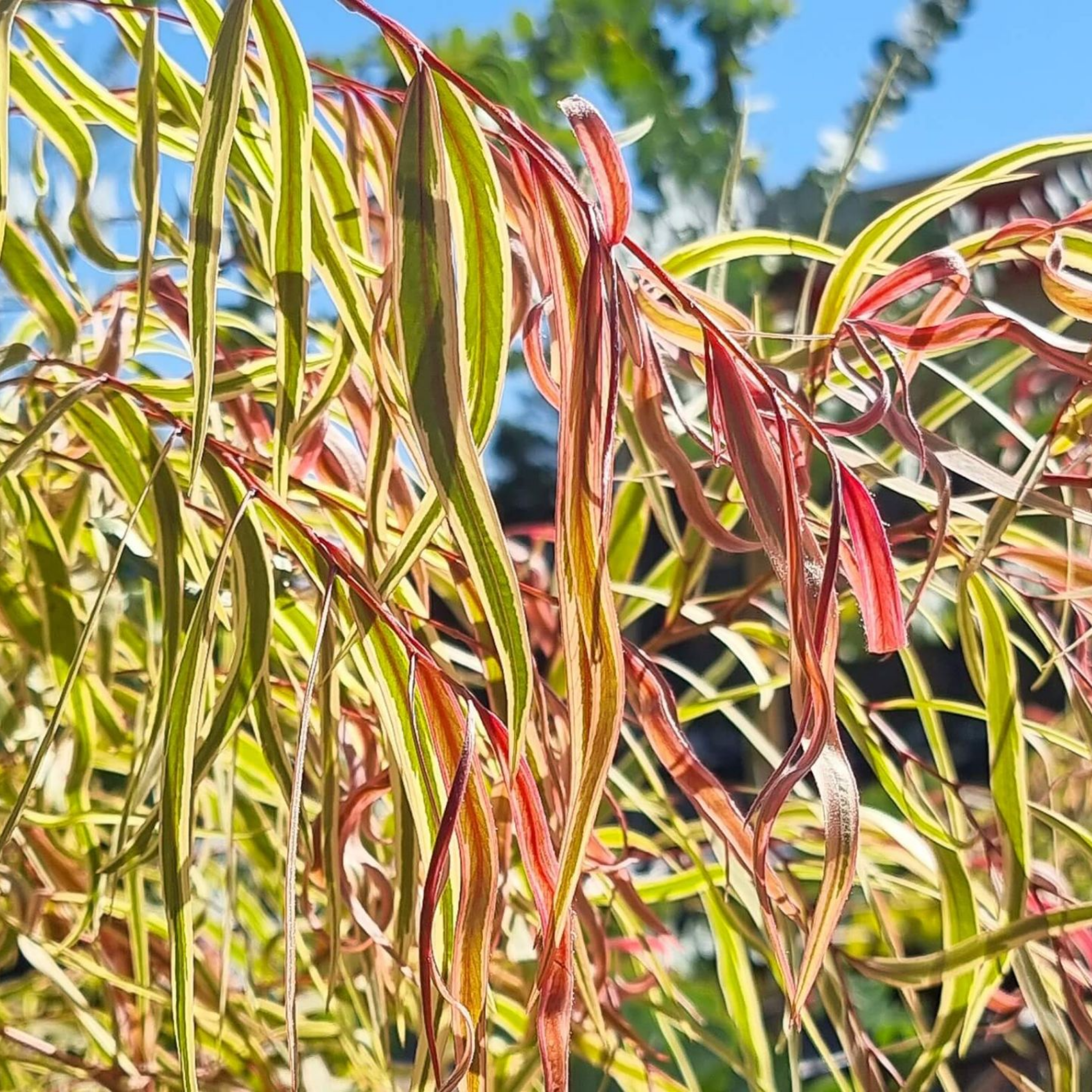 Pink Flamingo Willow Myrtle - Agonis flexuosa Pink Flamingo
