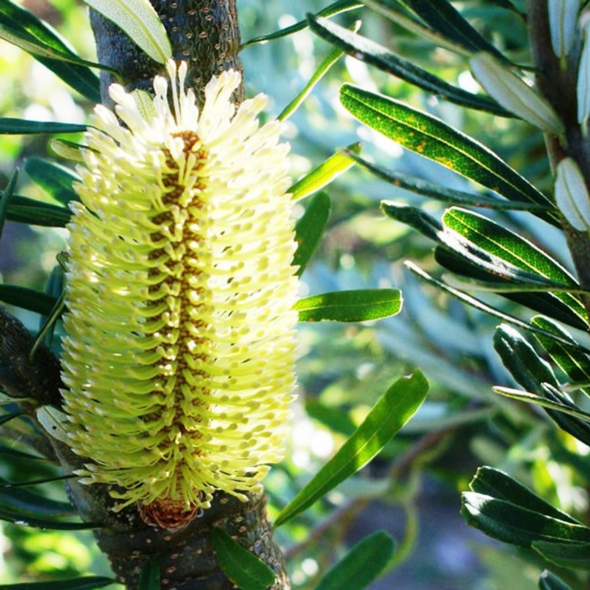 Close-up of a banksia flower with green leaves