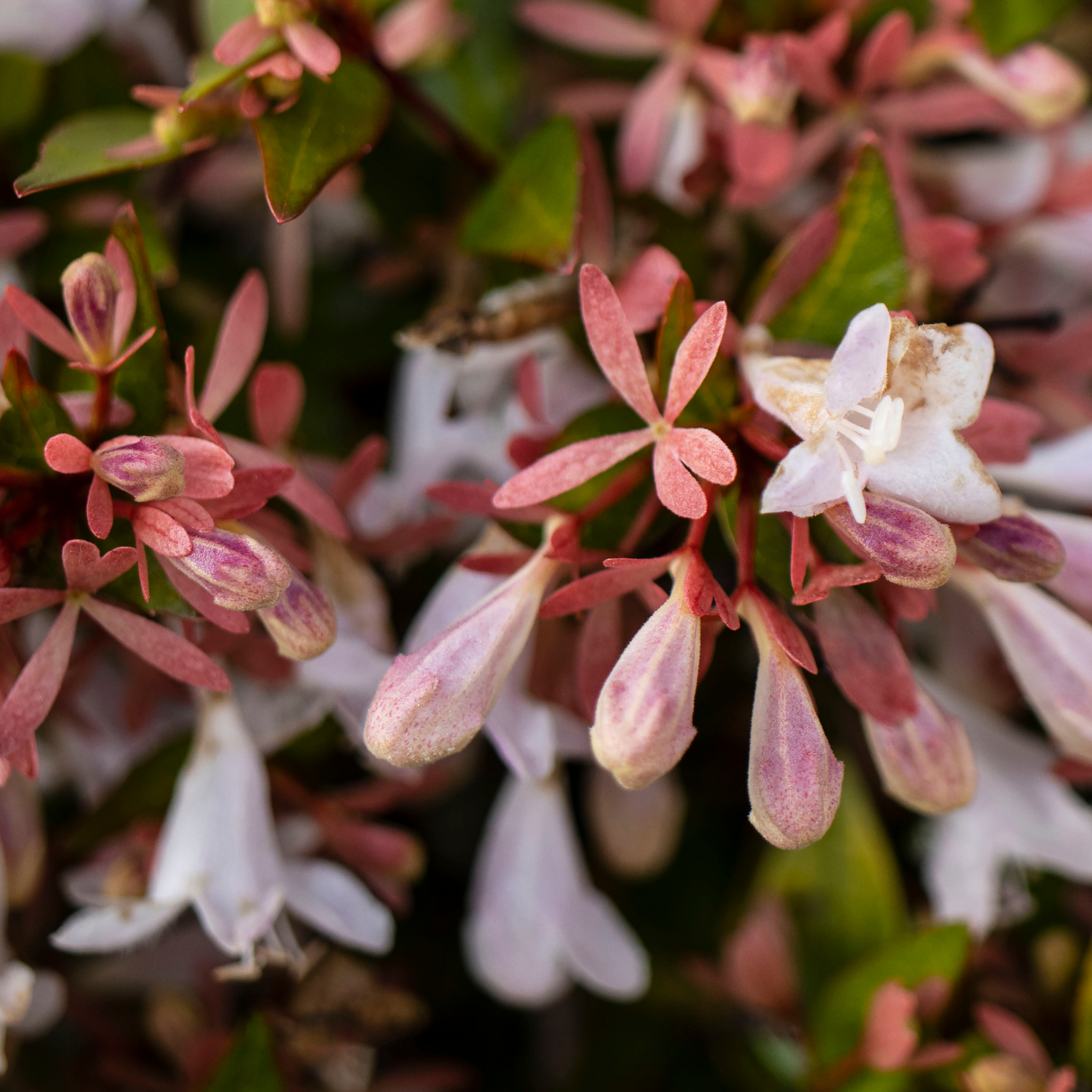 Dwarf Glossy Abelia - Abelia grandiflora 'Nana'
