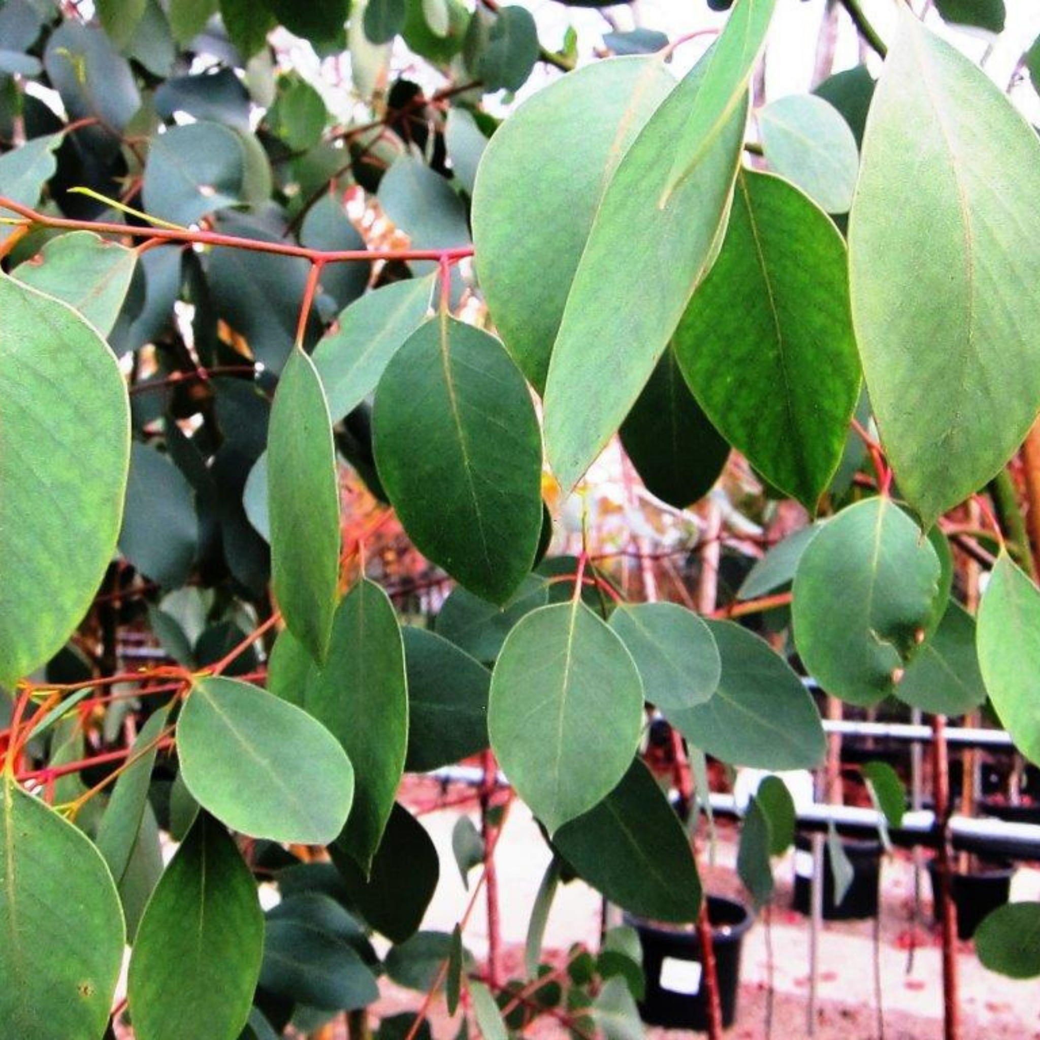 Swamp Gum / Black Gum - Eucalyptus ovata