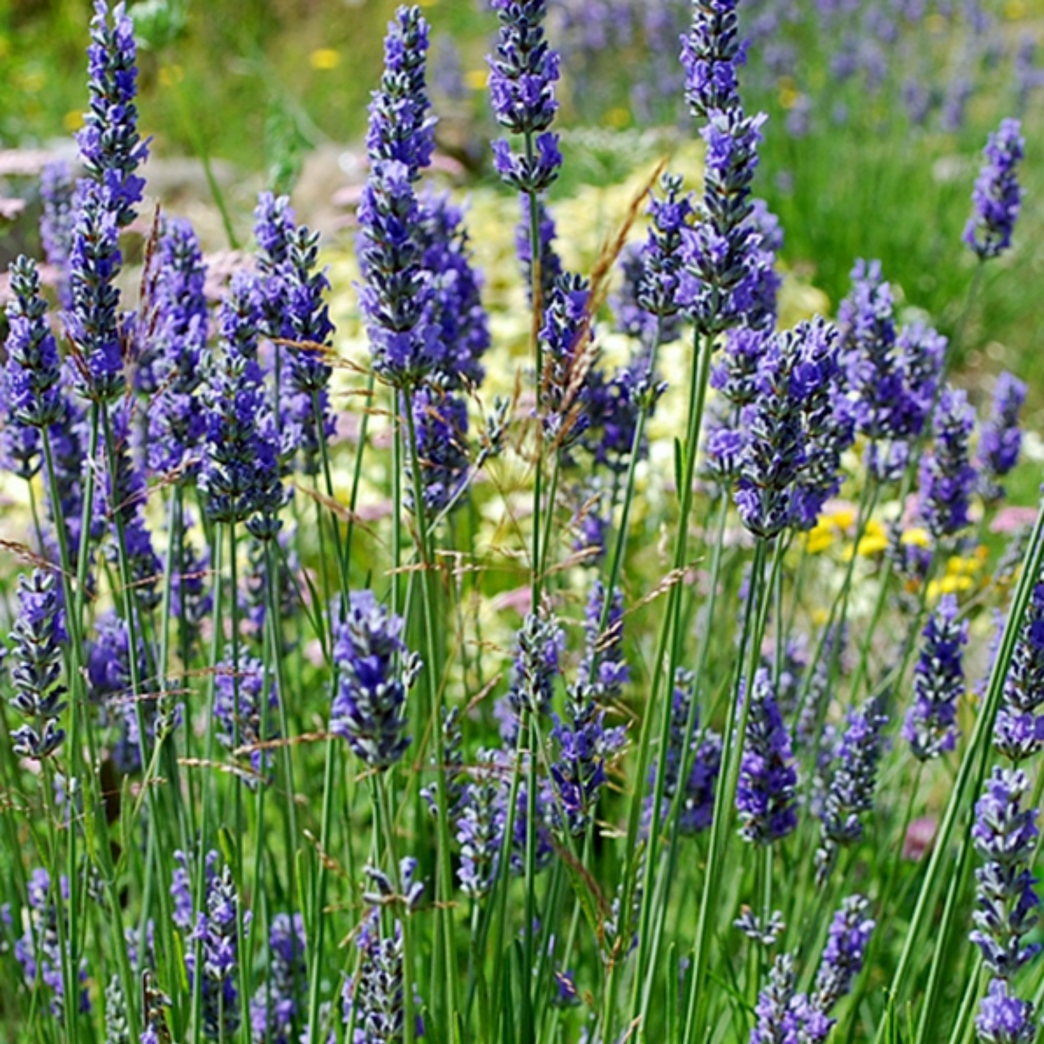 Dutch Lavender - Lavandula intermedia 'Grosso'