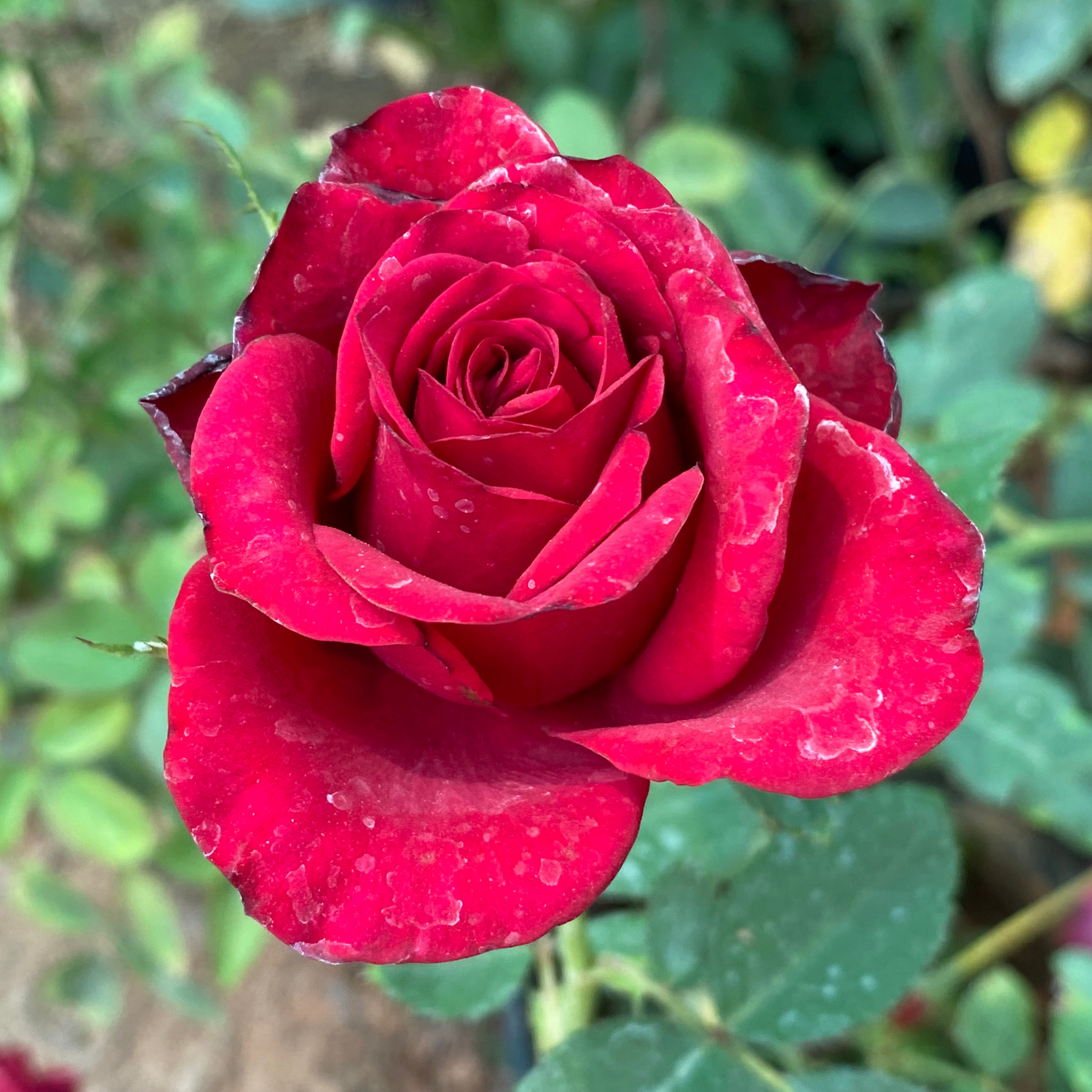 Hybrid Tea Rose - Rosa Mister Lincoln
