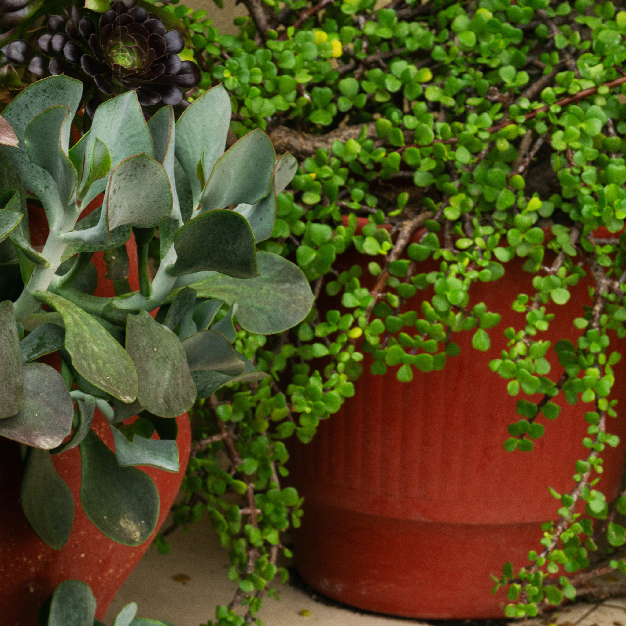 Two potted plants with succulent and green leafy varieties on a neutral background
