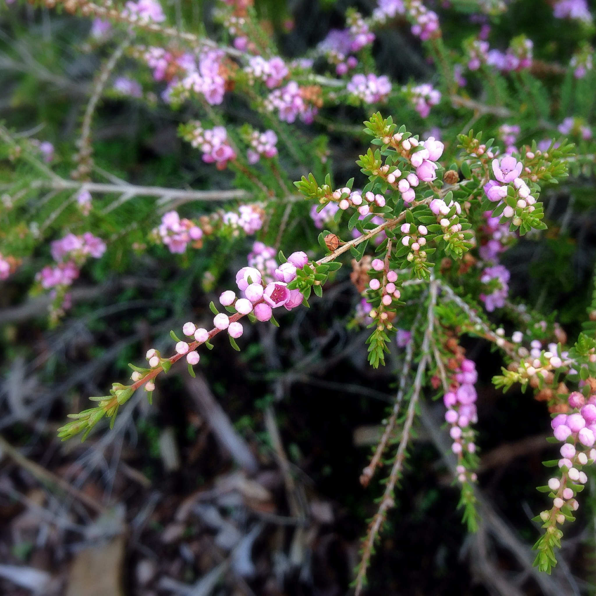 Rock Thryptomene - Thryptomene saxicola F C Payne