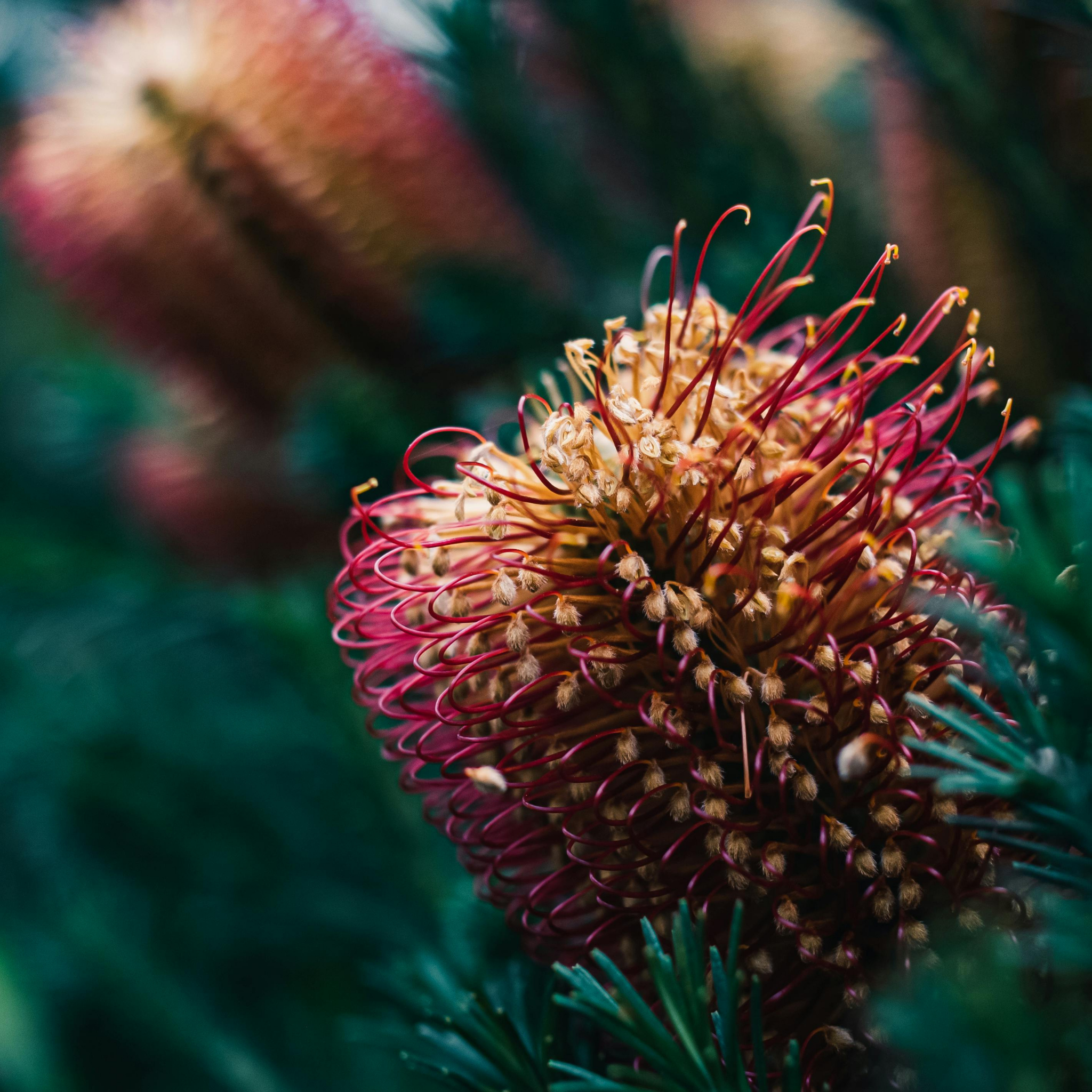 Close-up of a spiky plant with red and brown spines against a blurred green background