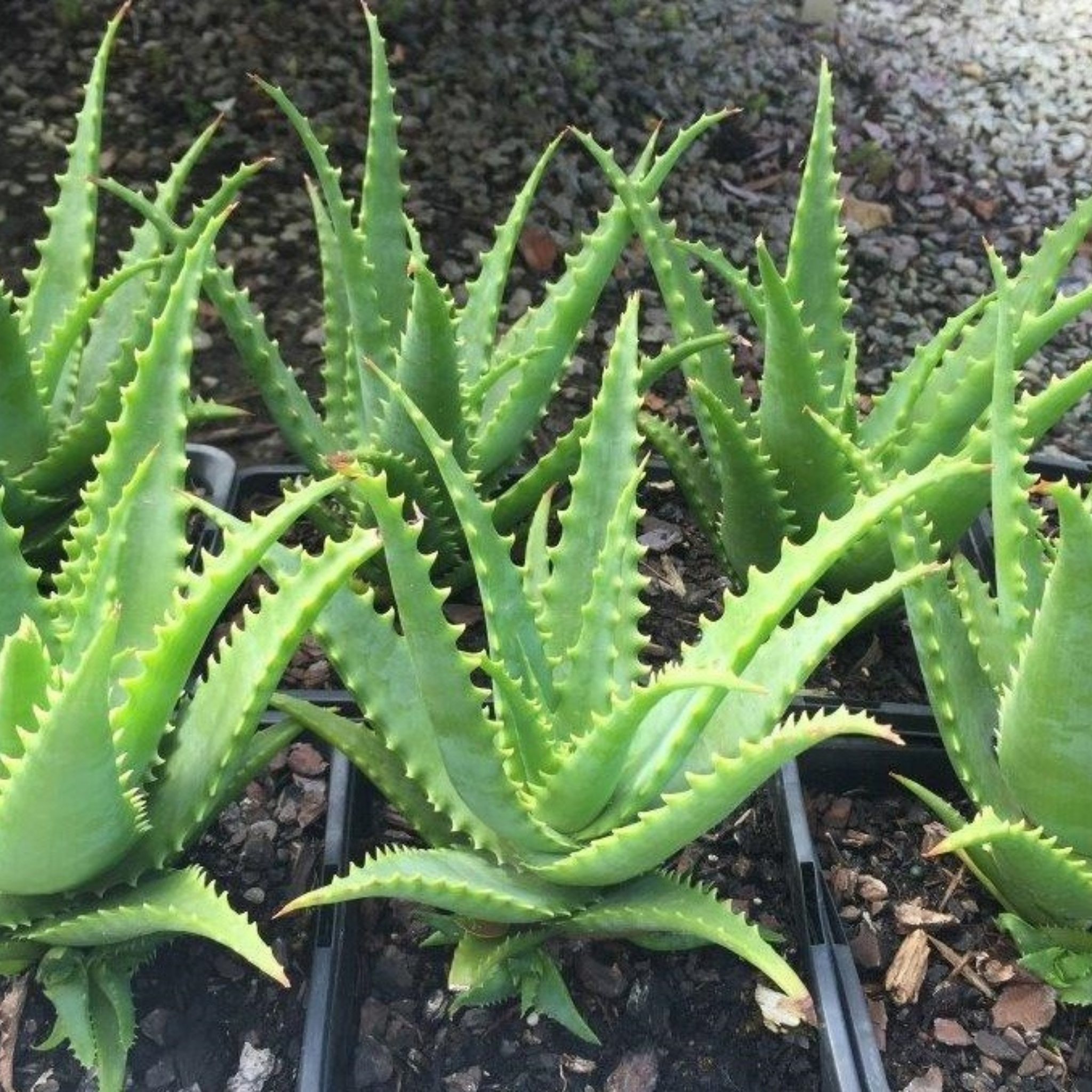 Aloe hybrida Gemini PBR
