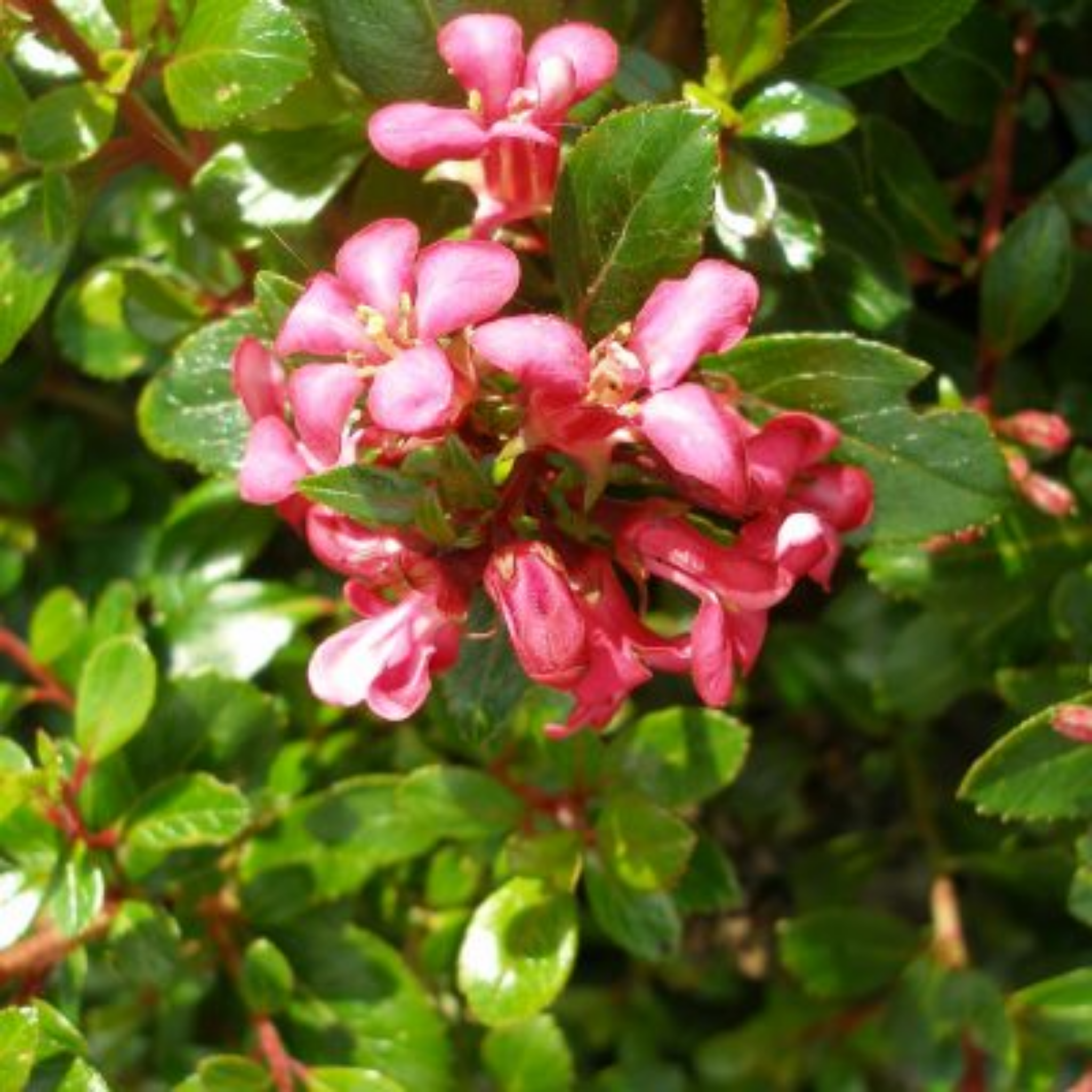 Escallonia hybrida Newport Dwarf