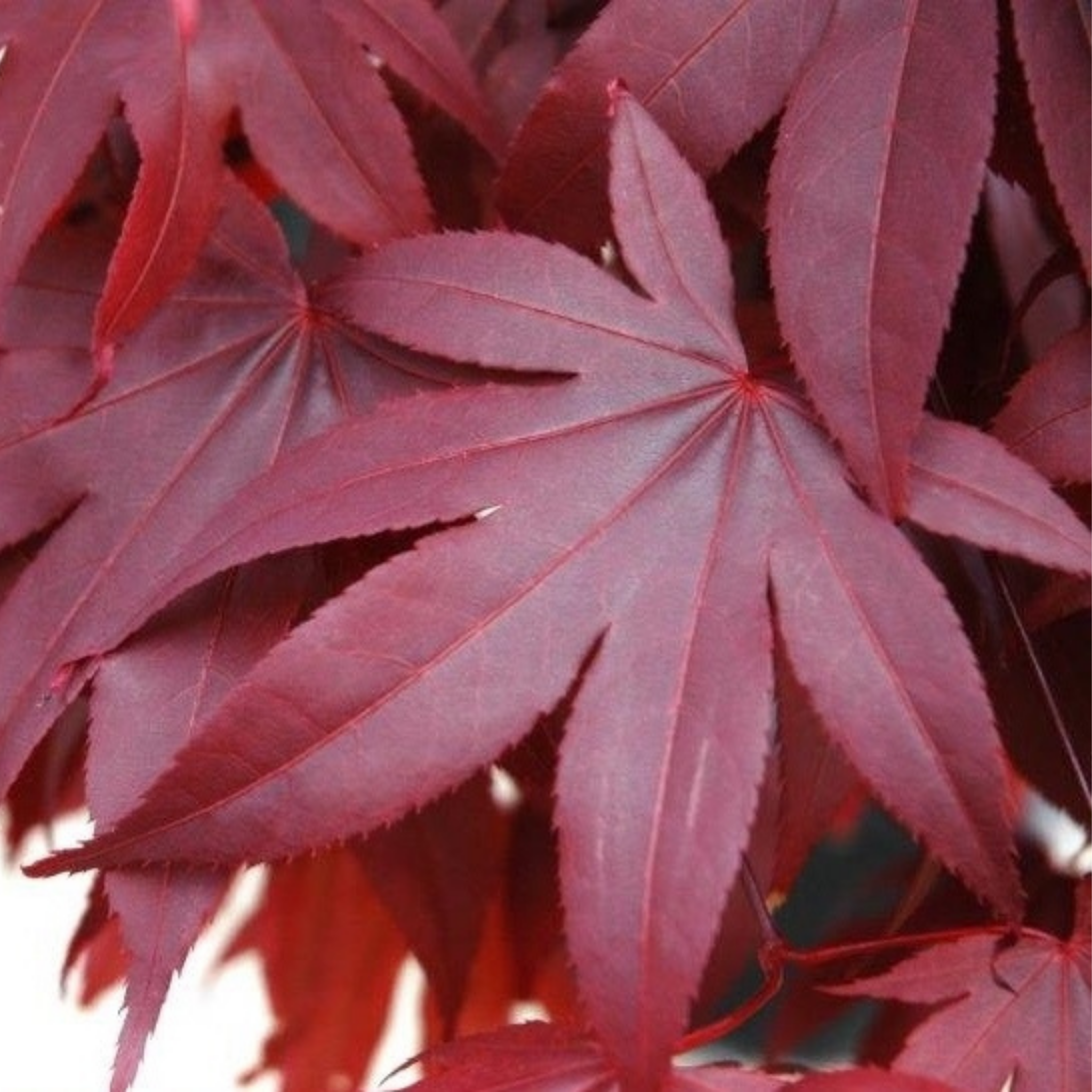 Close-up of red maple leaves