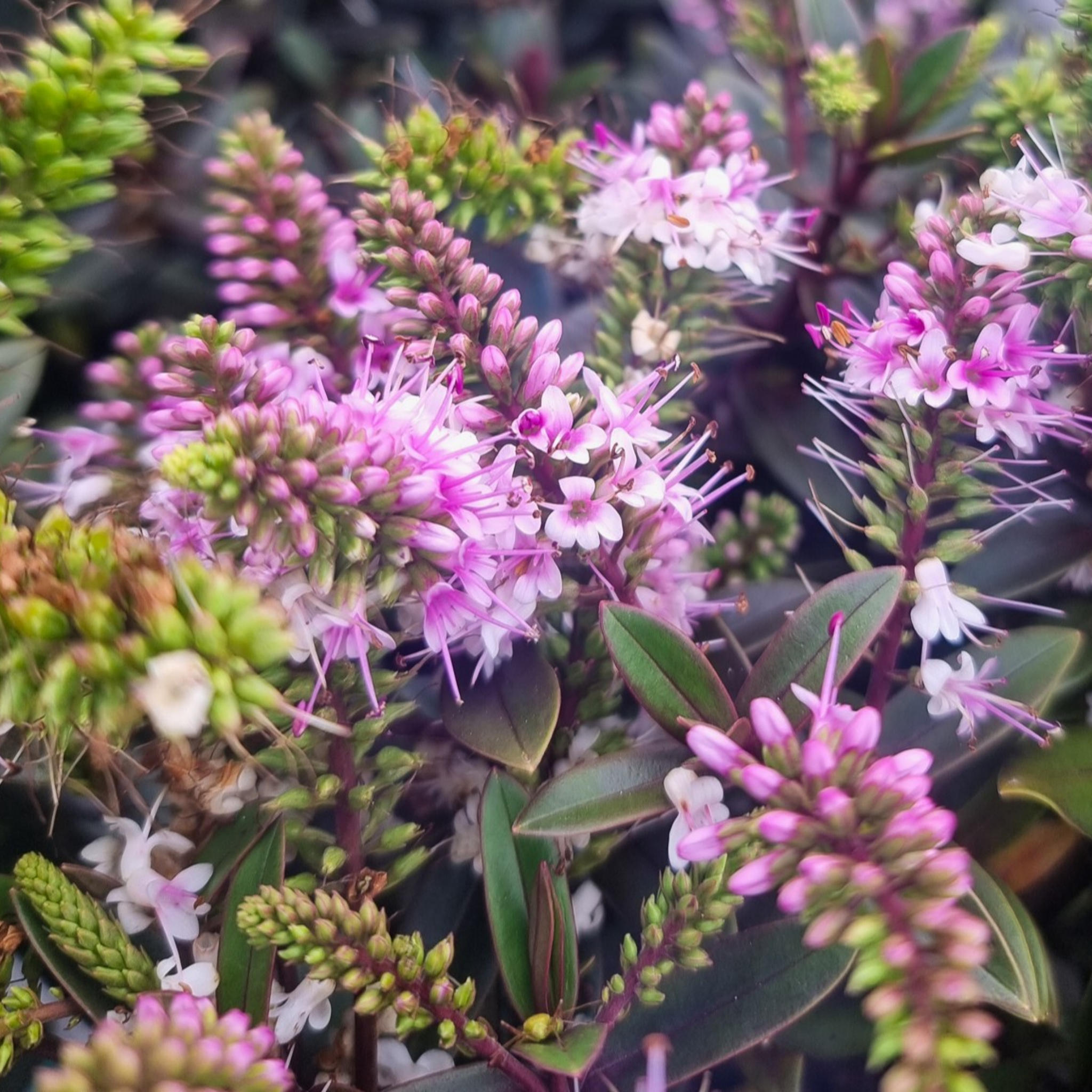 Shrubby Veronica Surf Wipeout - Hebe hybrida 'Surf Wipeout'